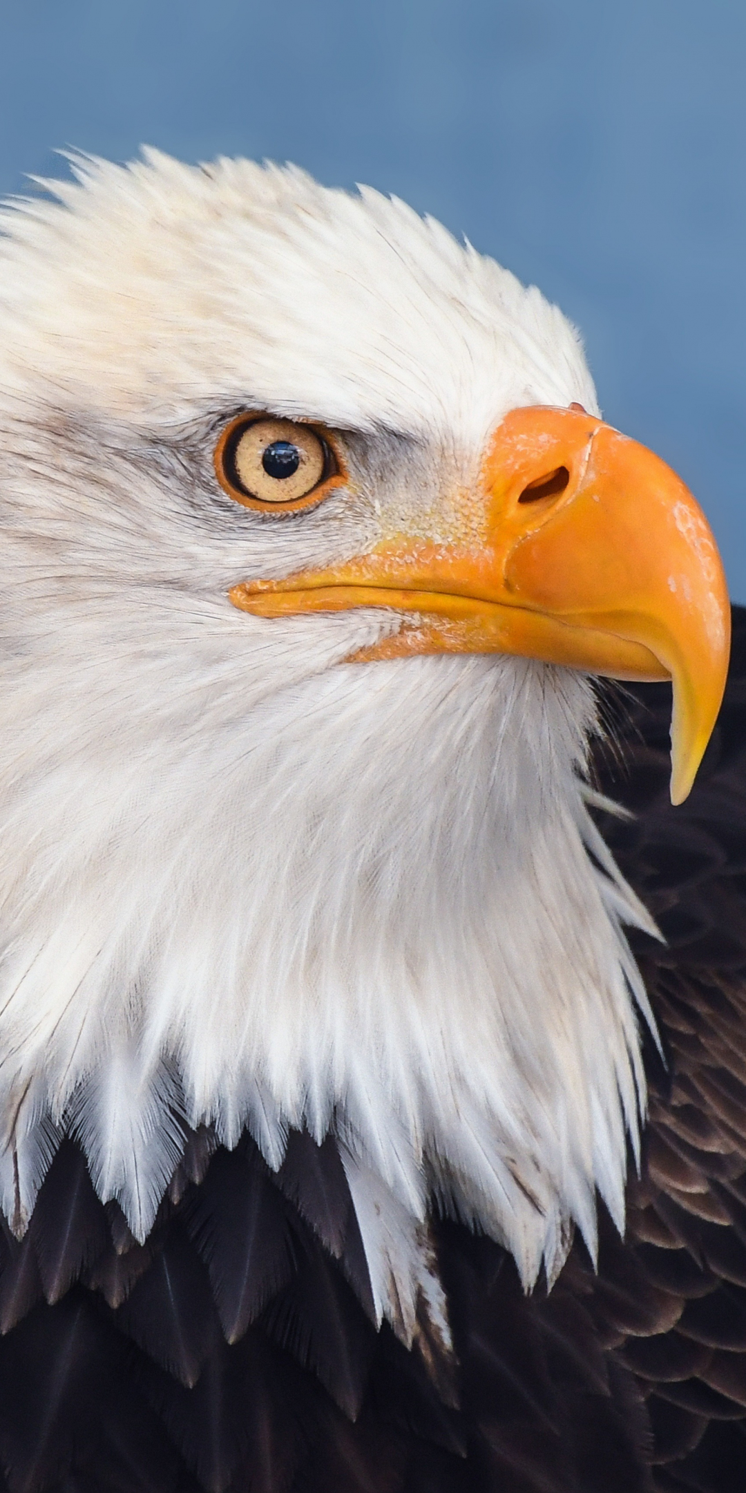 Bird, predator, bald eagle, 1080x2160 wallpaper