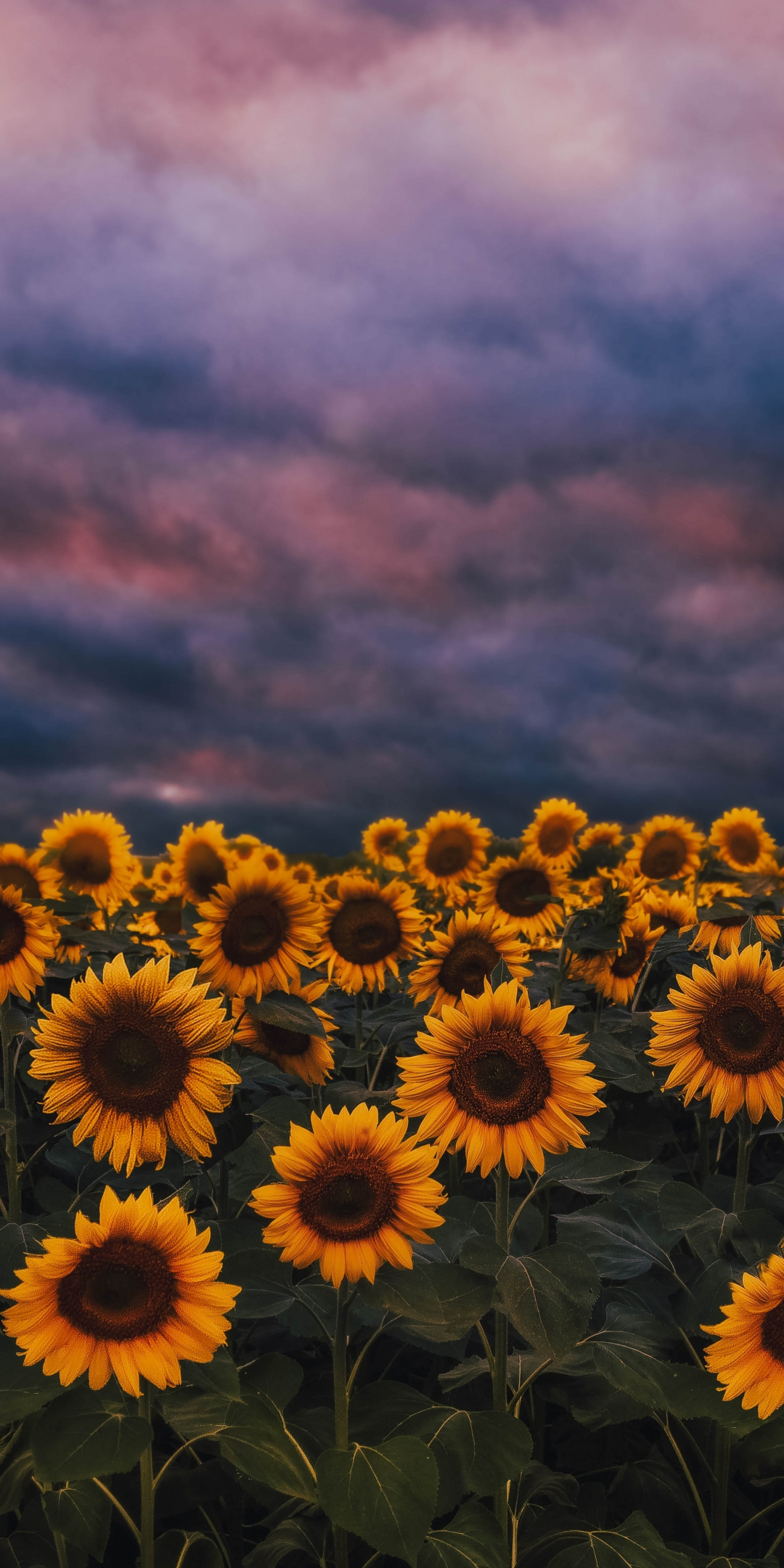 Sunflower farm, sunset, cloudy day, 1080x2160 wallpaper