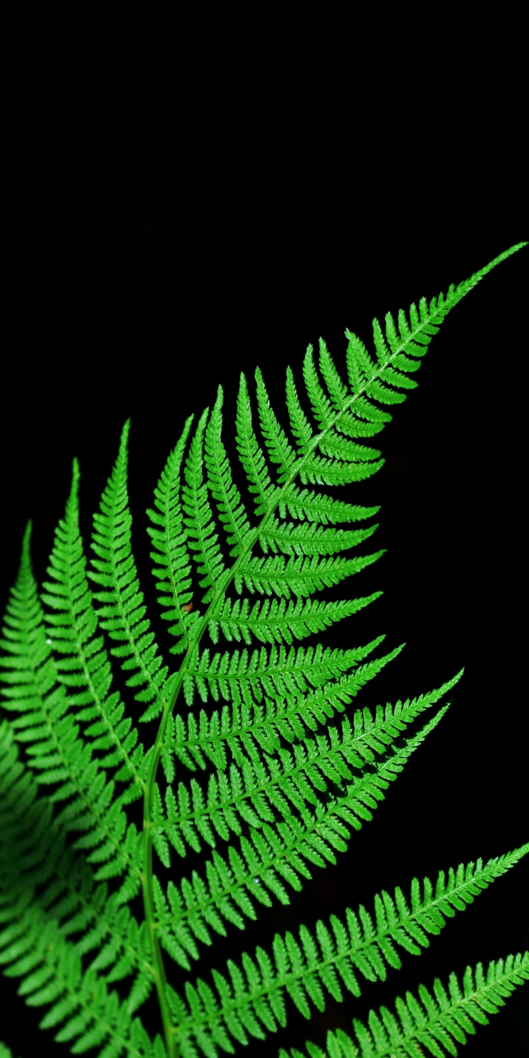 Fern, branch, green leaf, 1080x2160 wallpaper