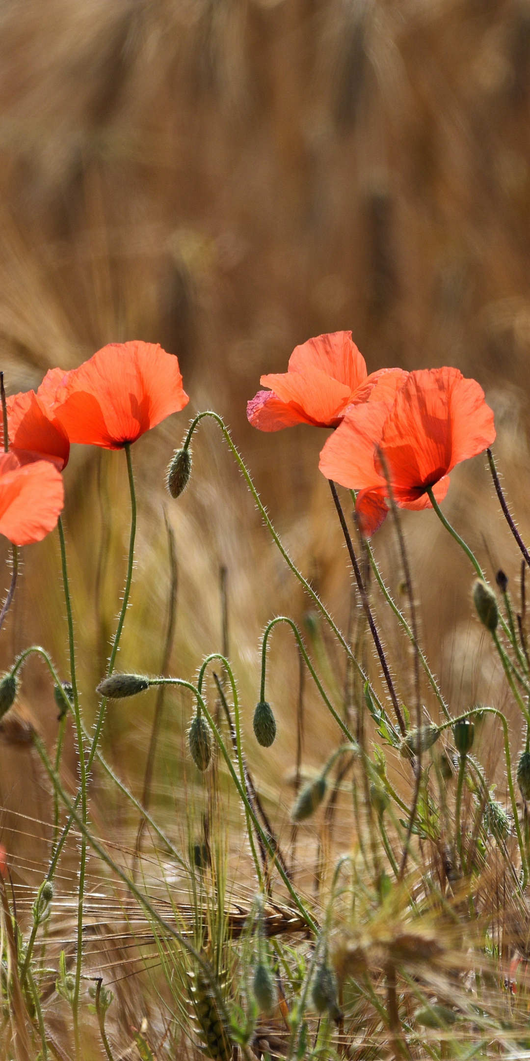 Poppies, red flowers, meadow, outdoor, 1080x2160 wallpaper