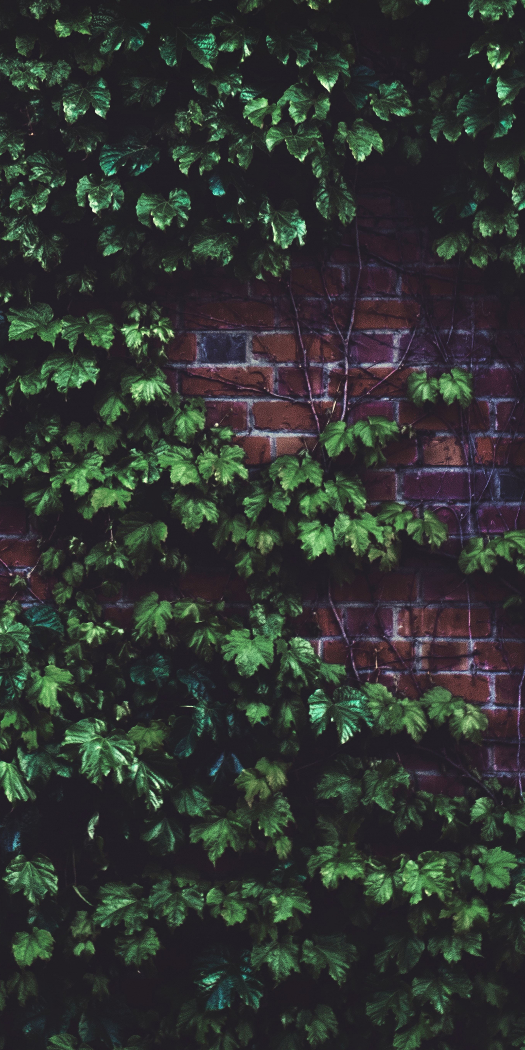 Brick wall, plants, green, 1080x2160 wallpaper