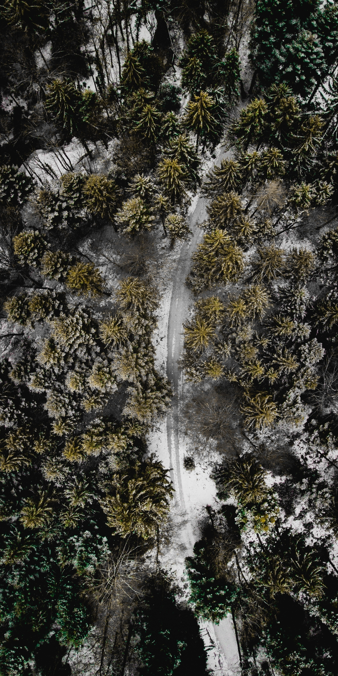 Forest, aerial view, green trees, winter, 1080x2160 wallpaper