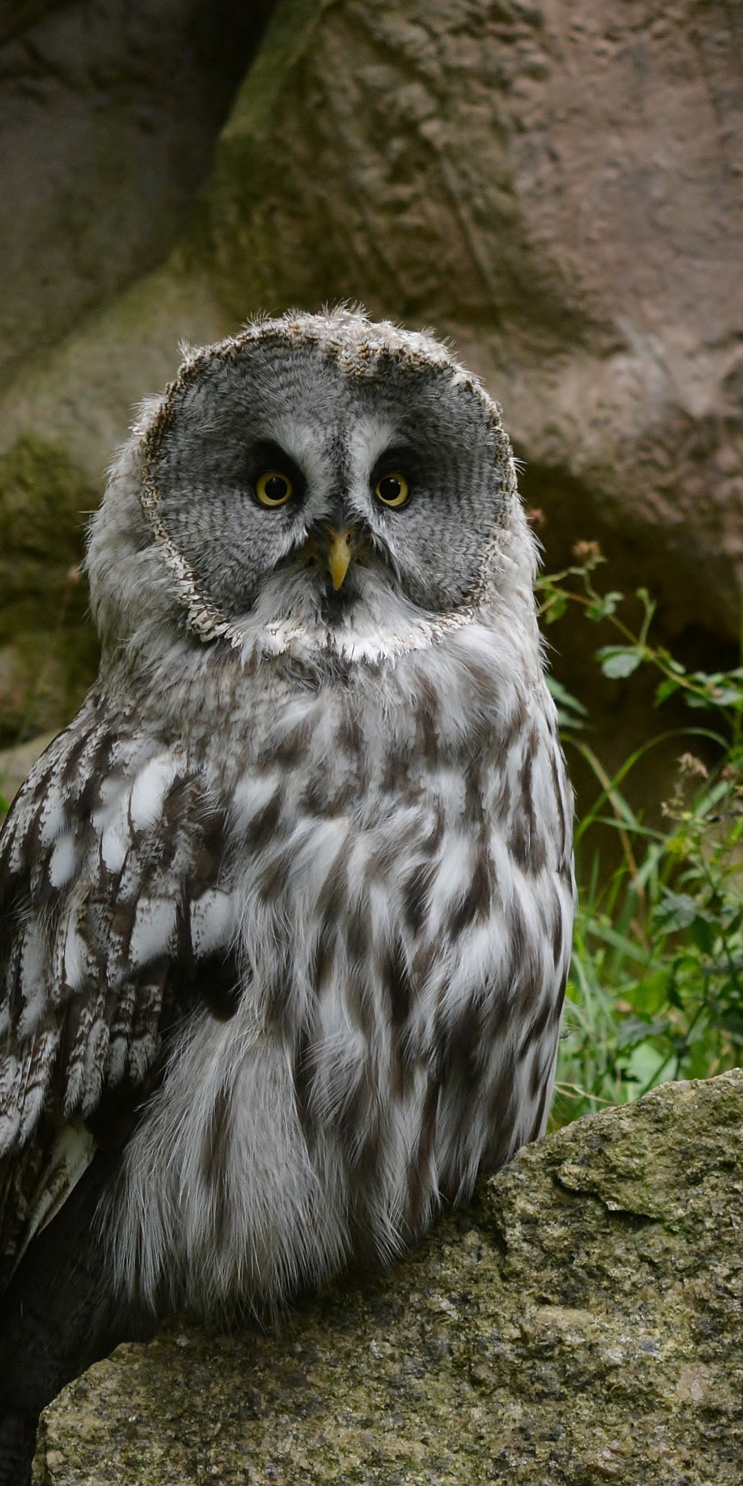 Cute, predator, owl, bird, 1080x2160 wallpaper