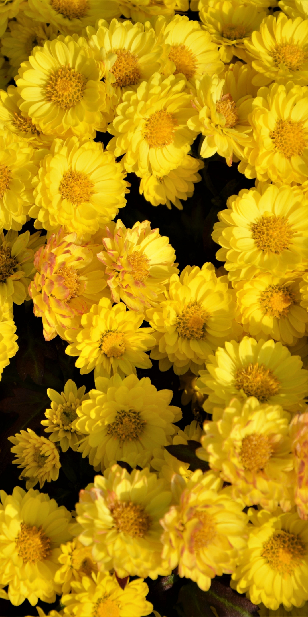 Yellow flowers, arrangement, 1080x2160 wallpaper
