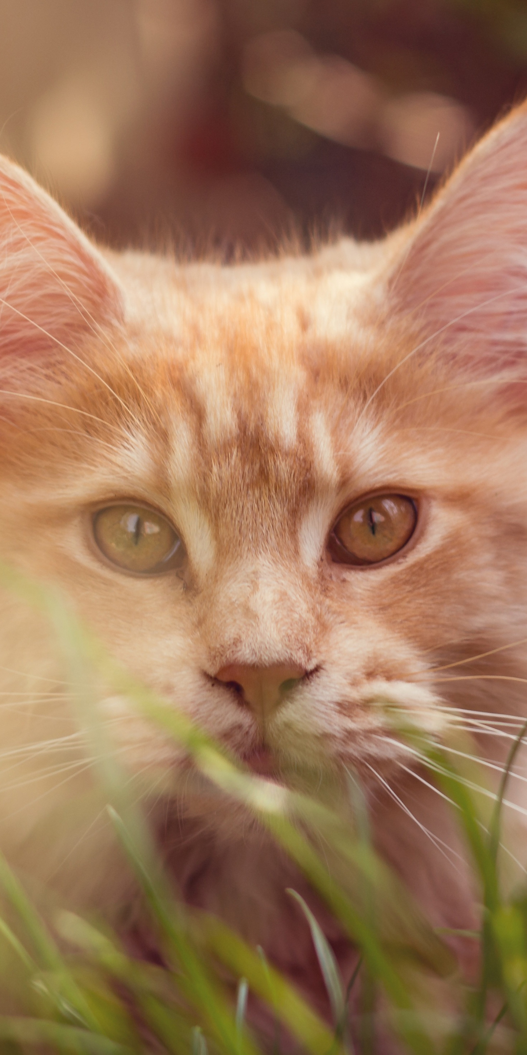 Cat behind grass, cute muzzle, animal, 1080x2160 wallpaper