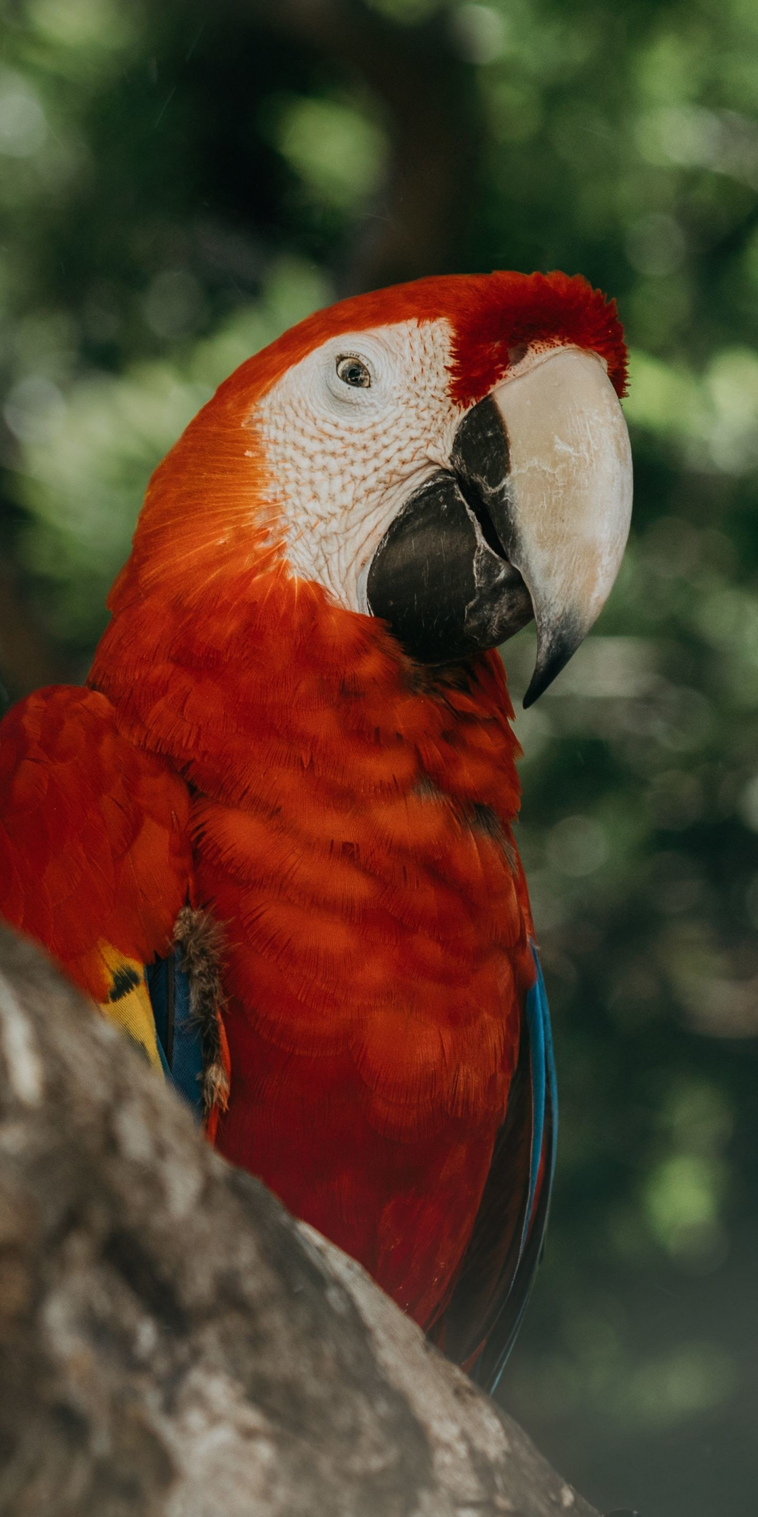 Red parrot, exotic, bird, 1080x2160 wallpaper