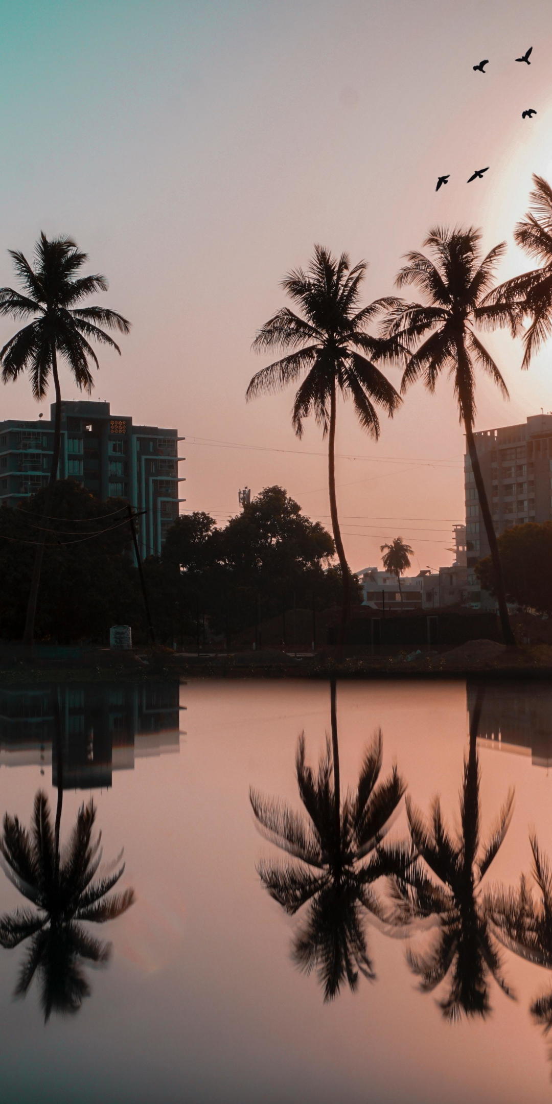 Palm trees, buildings, city, sunset, reflections, silhouette, 1080x2160 wallpaper