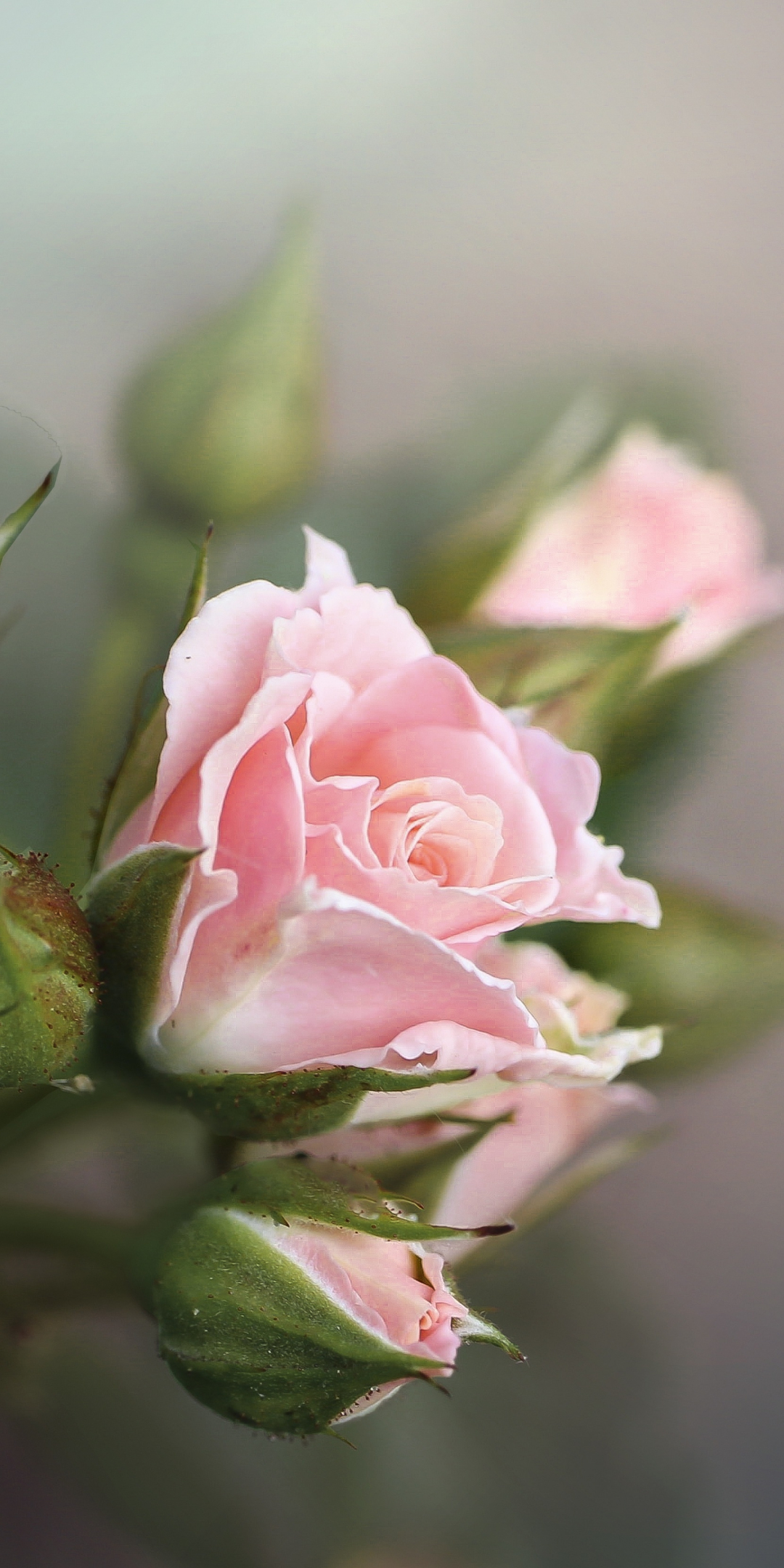 Fresh and pink roses, branch, 1080x2160 wallpaper