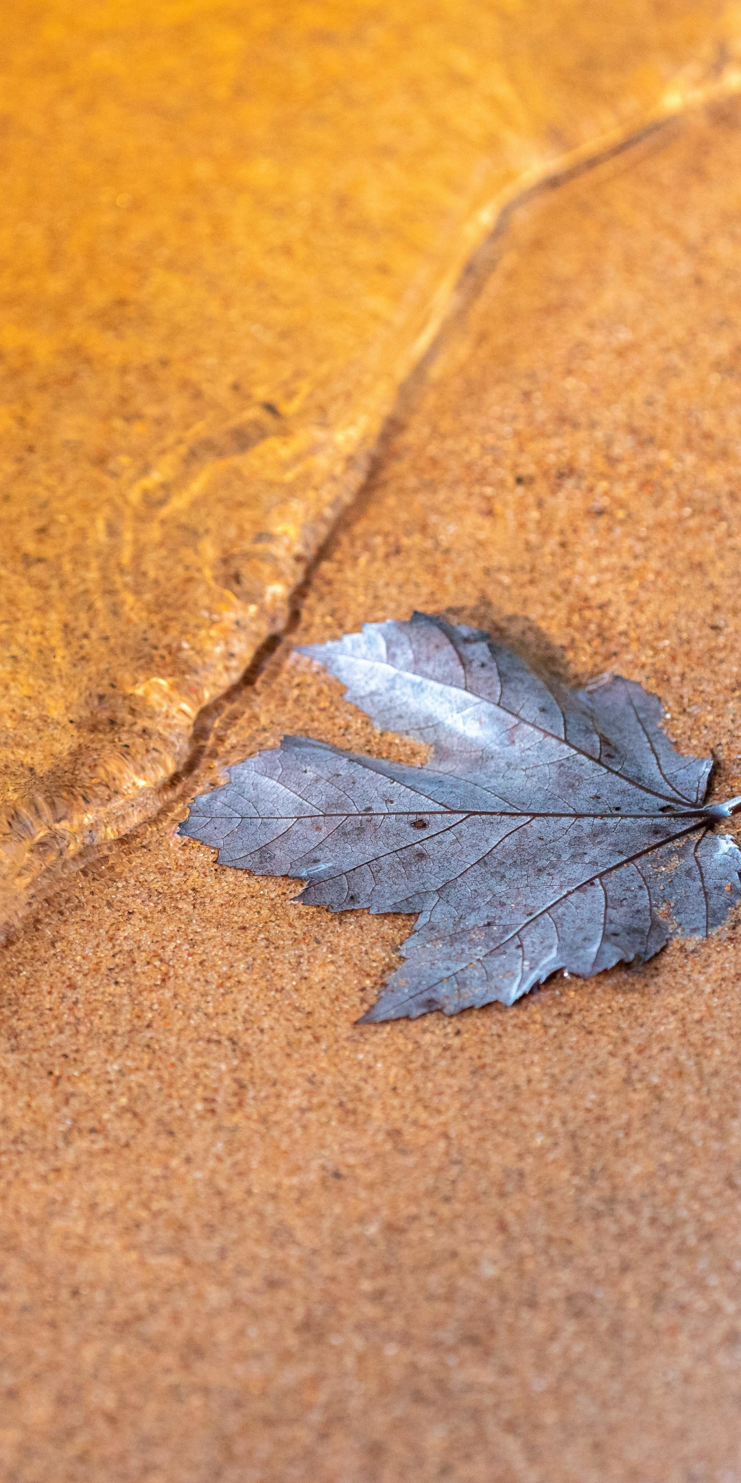 Wet dry leaf, close up, 1080x2160 wallpaper
