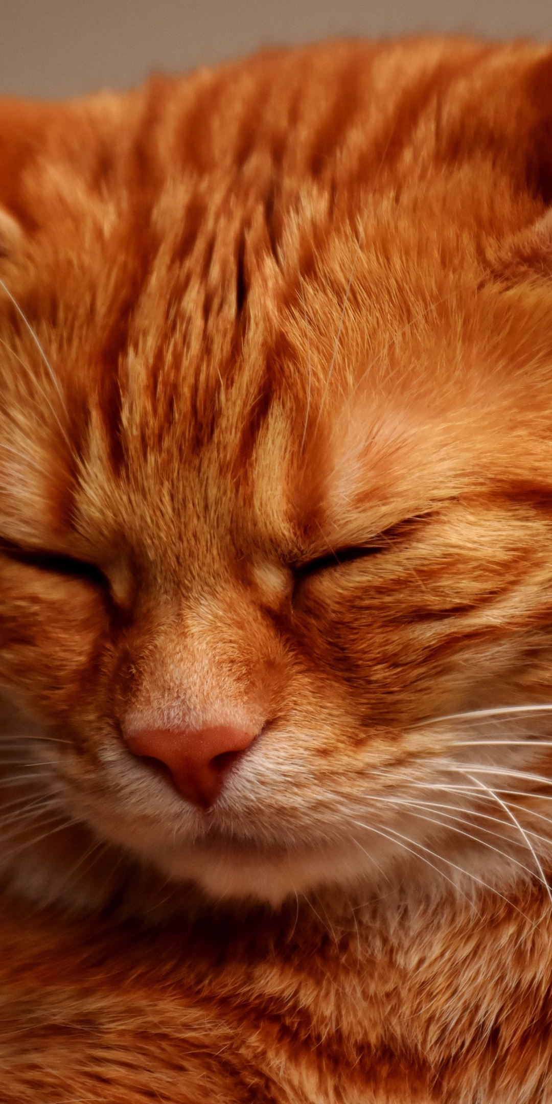 Muzzle, sleepy, orange cat, 1080x2160 wallpaper