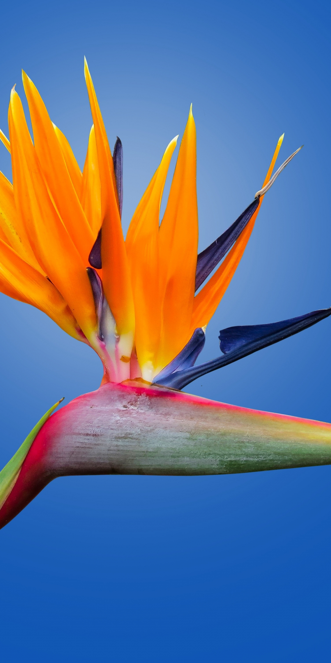 Bird of paradise flower, orange flower, bloom, 1080x2160 wallpaper
