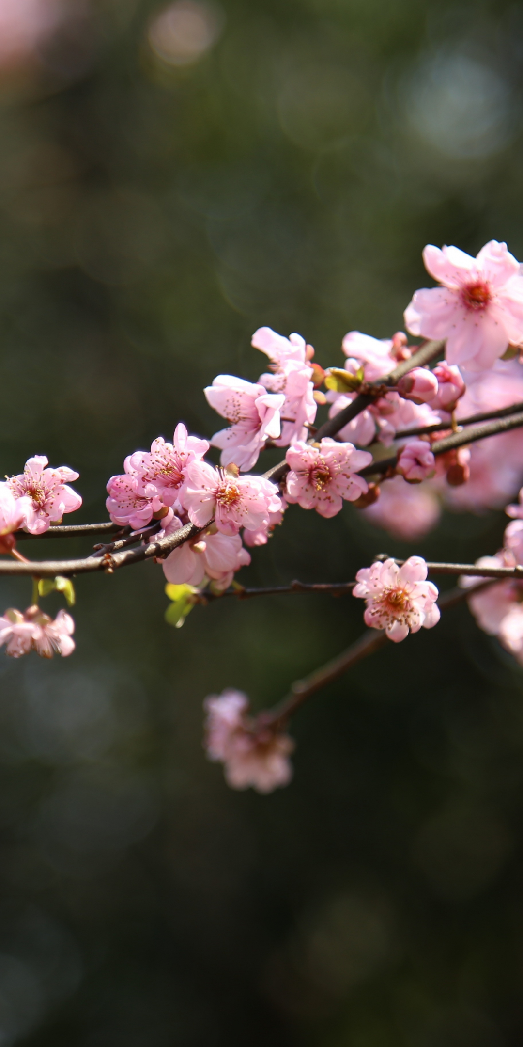 Blur, bokeh, cherry blossom, spring, flowers, pink, 1080x2160 wallpaper