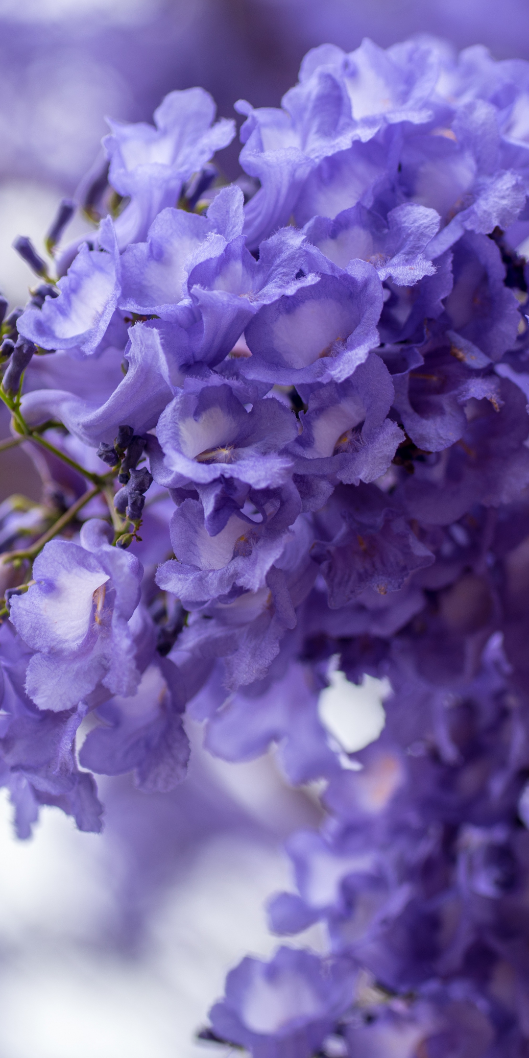 Blossom, purple white flowers, spring, 1080x2160 wallpaper