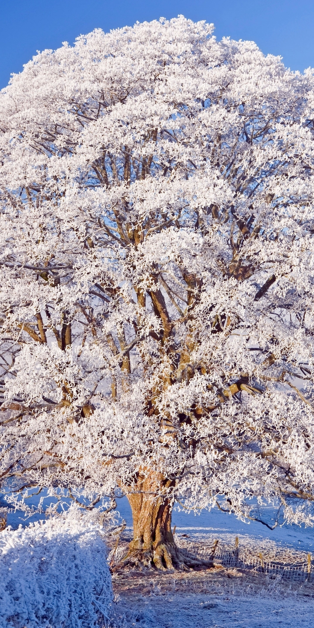 Winter, big tree, snowfrost, nature, 1080x2160 wallpaper