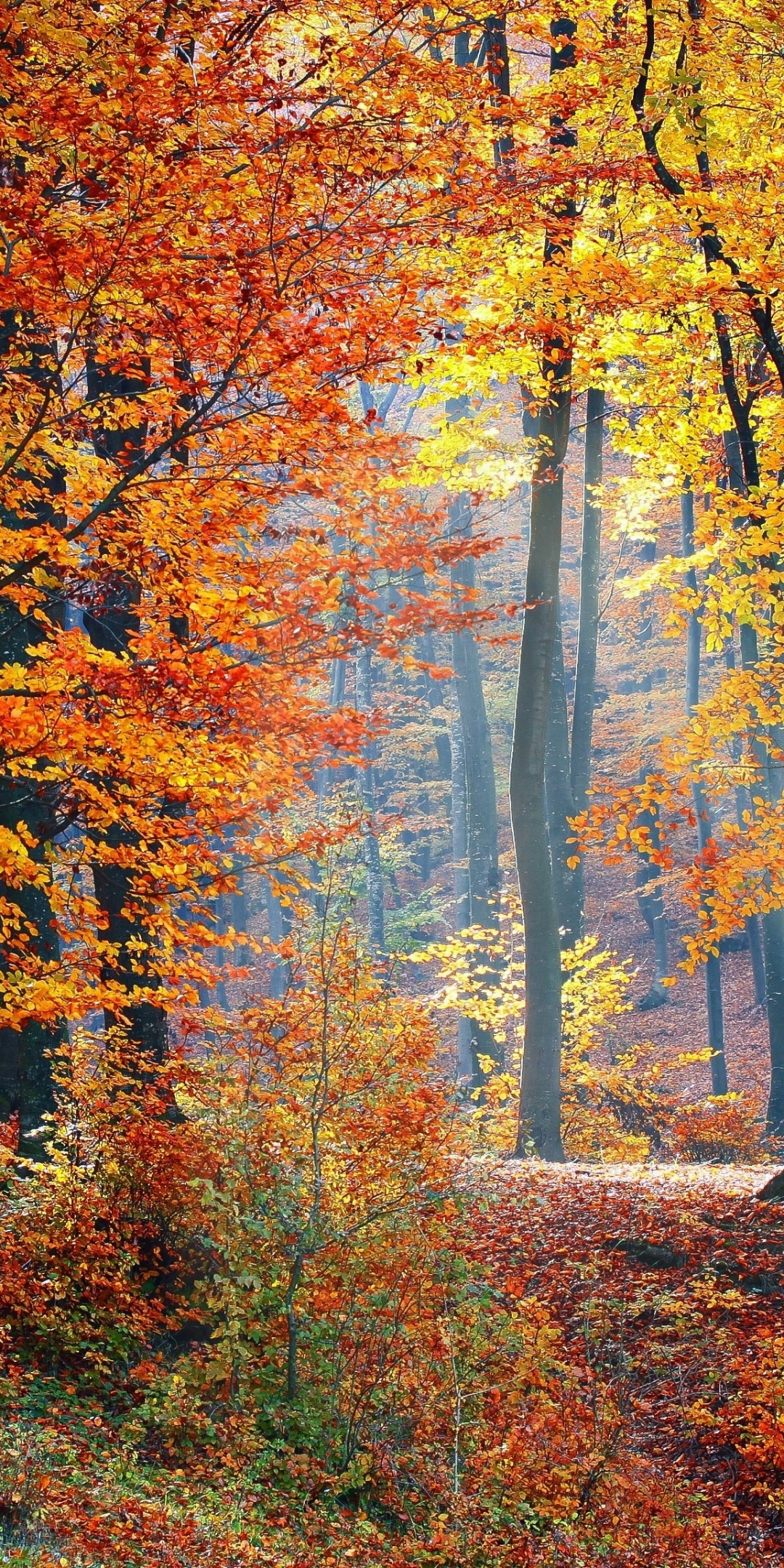 Autumn, trees, fallen leaves, forest, nature, landscape, 1080x2160 wallpaper