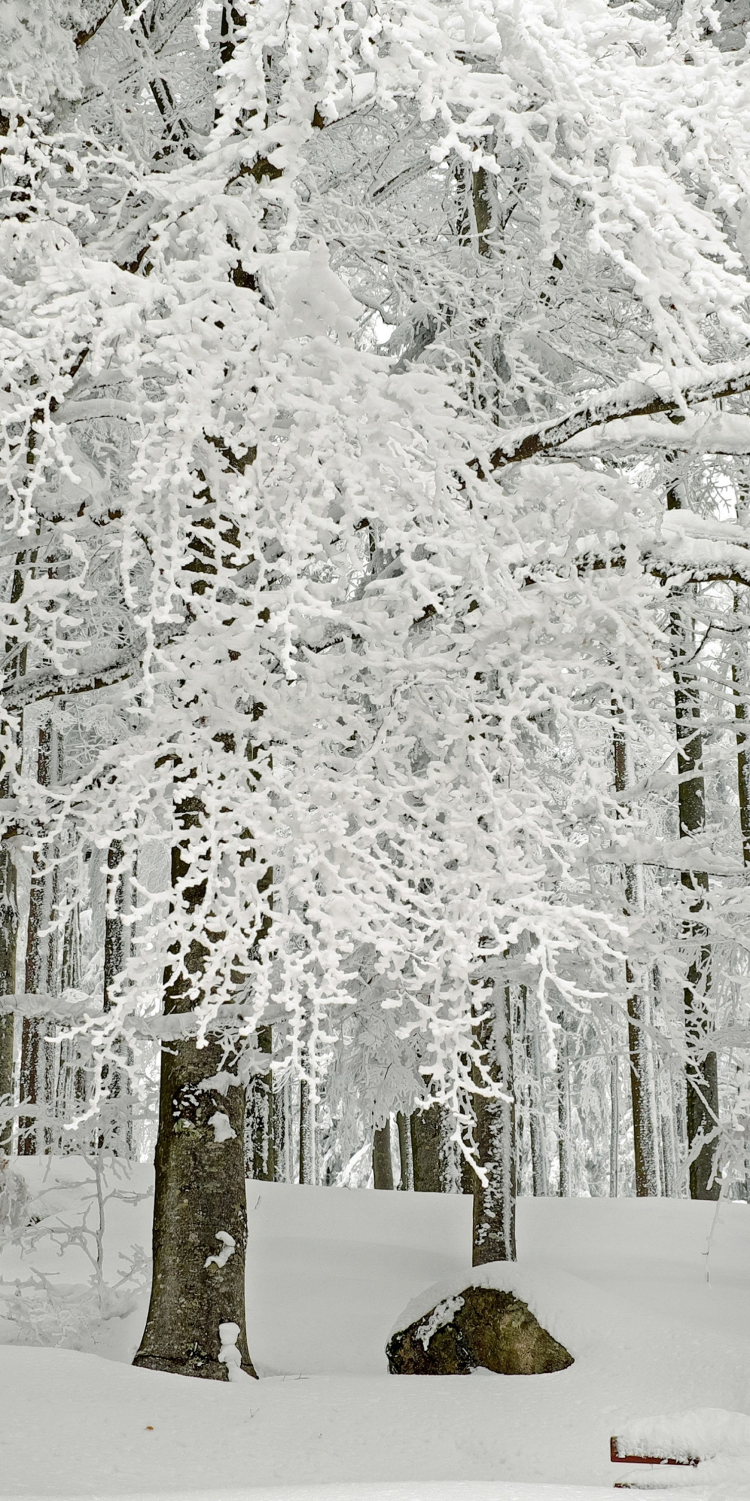 Forest, tree, winter, snowfall, 1080x2160 wallpaper