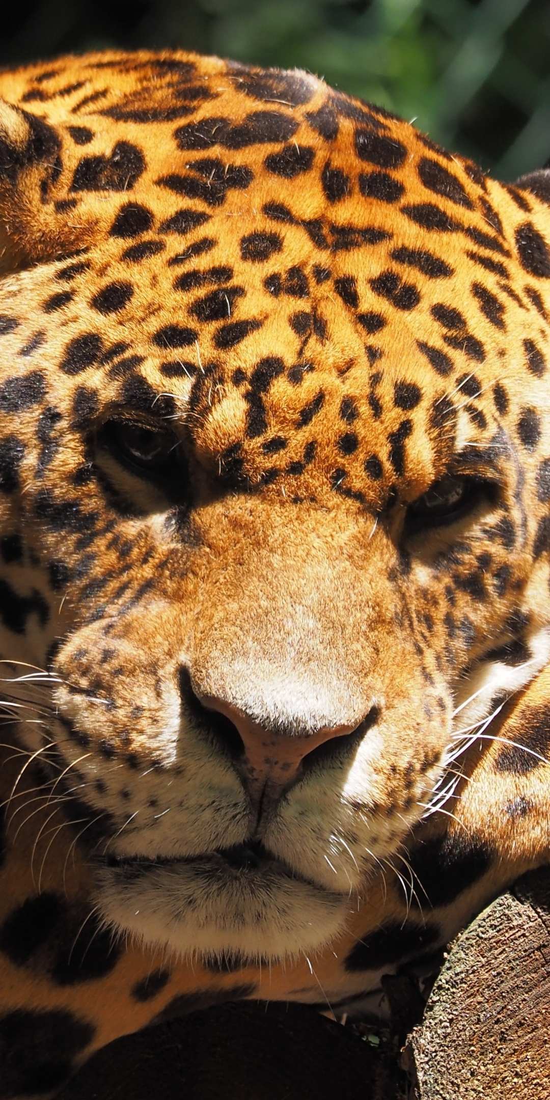 Jaguar, animal, predator, muzzle, wild, 1080x2160 wallpaper