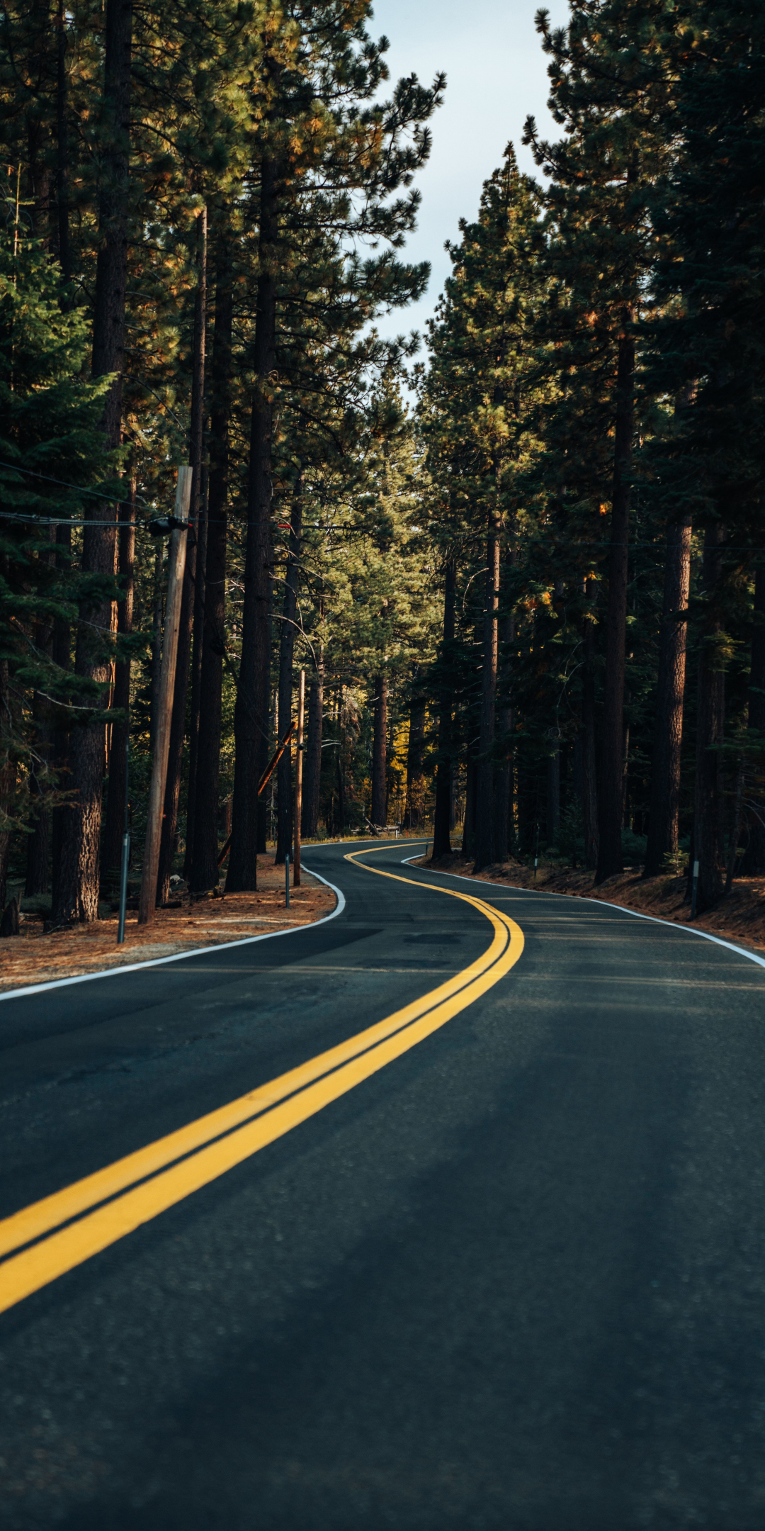 Road, yellow marks, trees, forest, 1080x2160 wallpaper