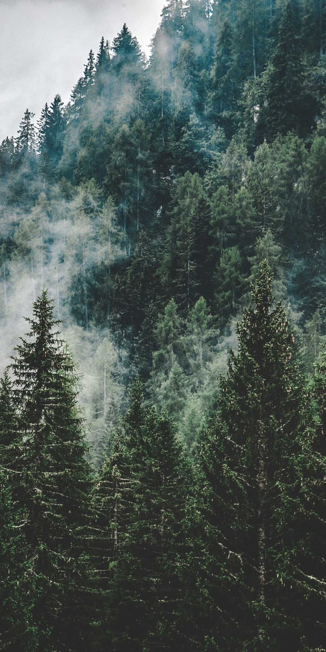 Mist, green trees, nature, Italy, 1080x2160 wallpaper