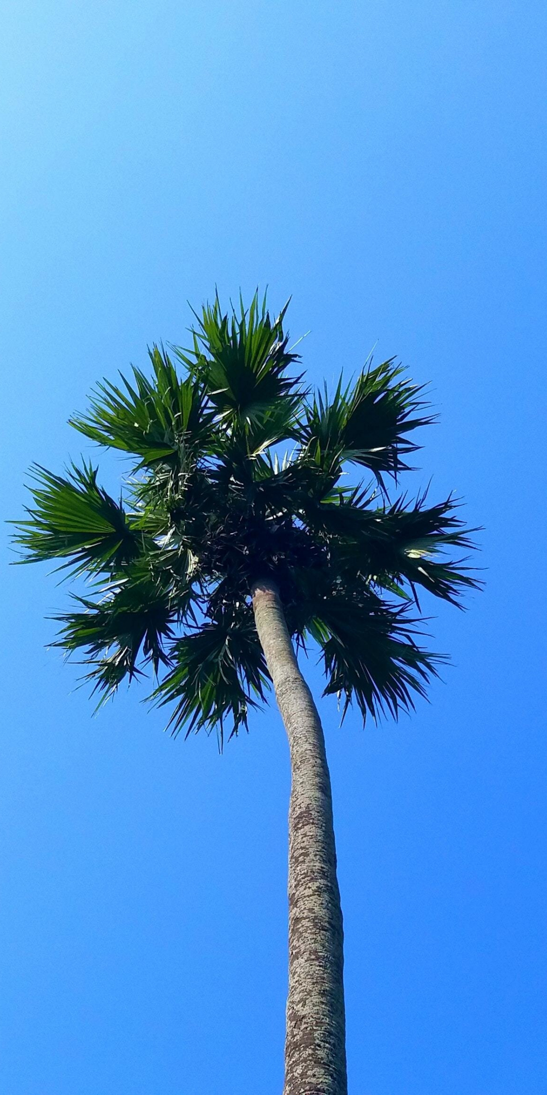 Palm tree, minimal, blue sky, 1080x2160 wallpaper