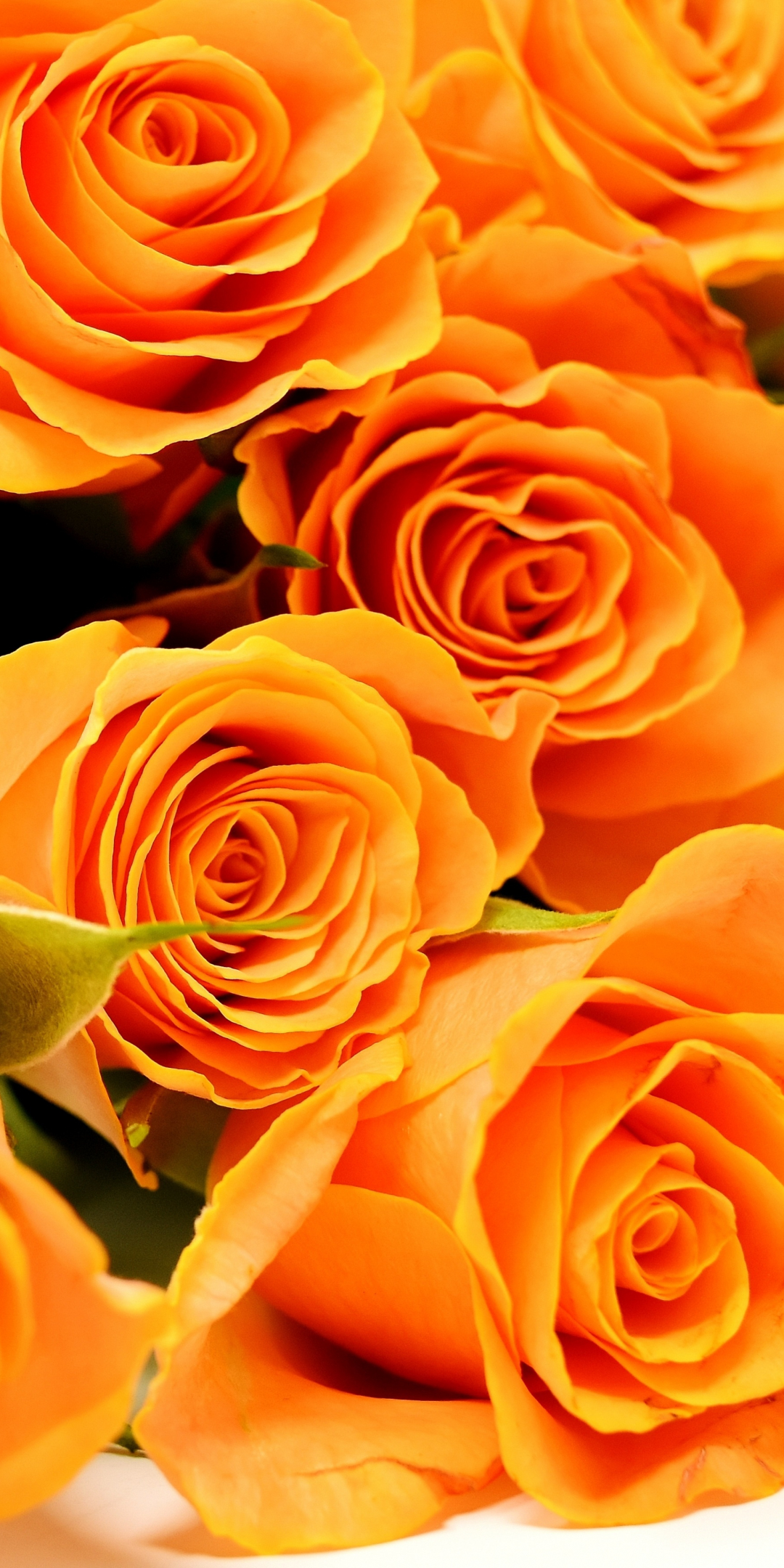 Roses, flowers, bouquet, orange, 1080x2160 wallpaper