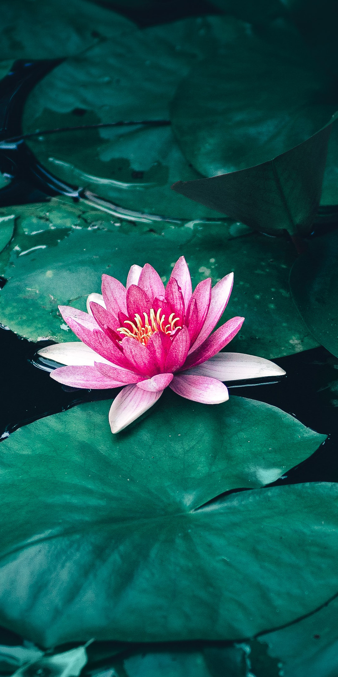 Lotus, flower, pink flower, pond, 1080x2160 wallpaper