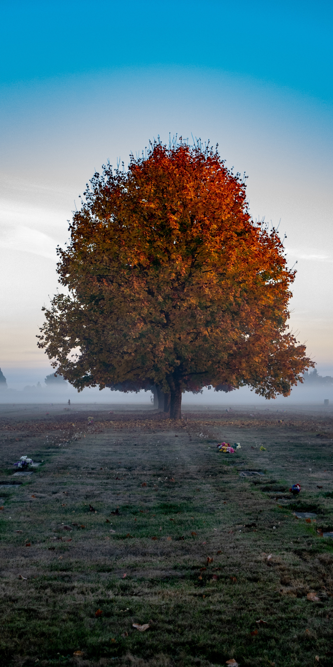 Tree, big, autumn, landscape, 1080x2160 wallpaper