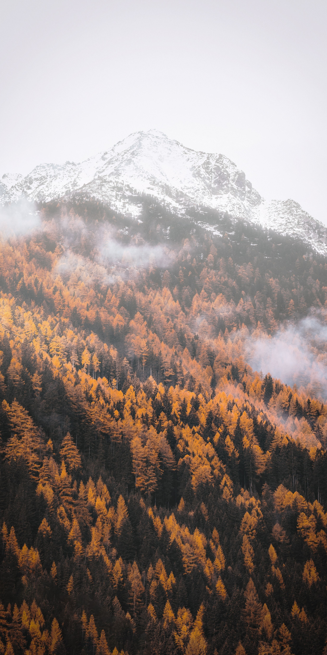 Autumn, forest, tree, yellow, mountains, 1080x2160 wallpaper