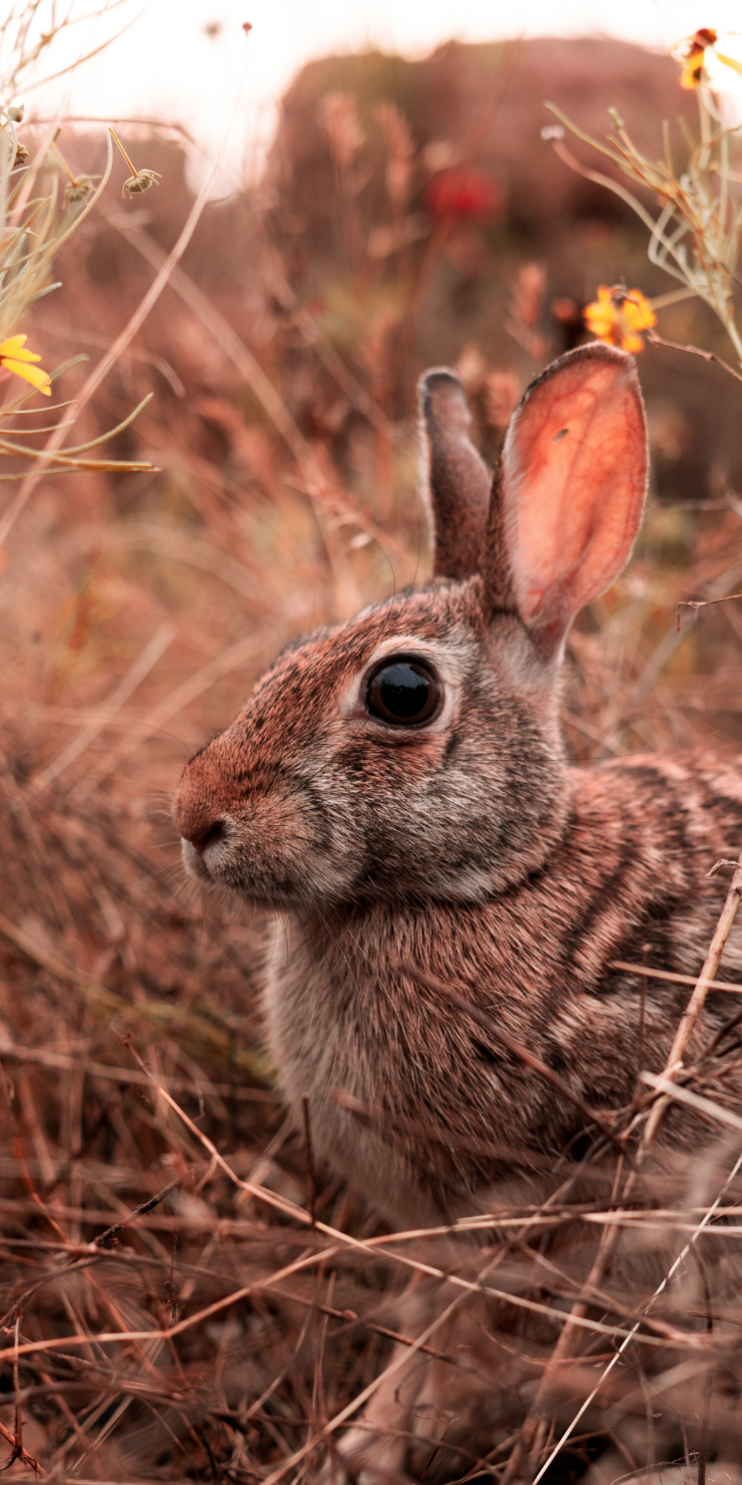 Hare, animal, cute, 1080x2160 wallpaper