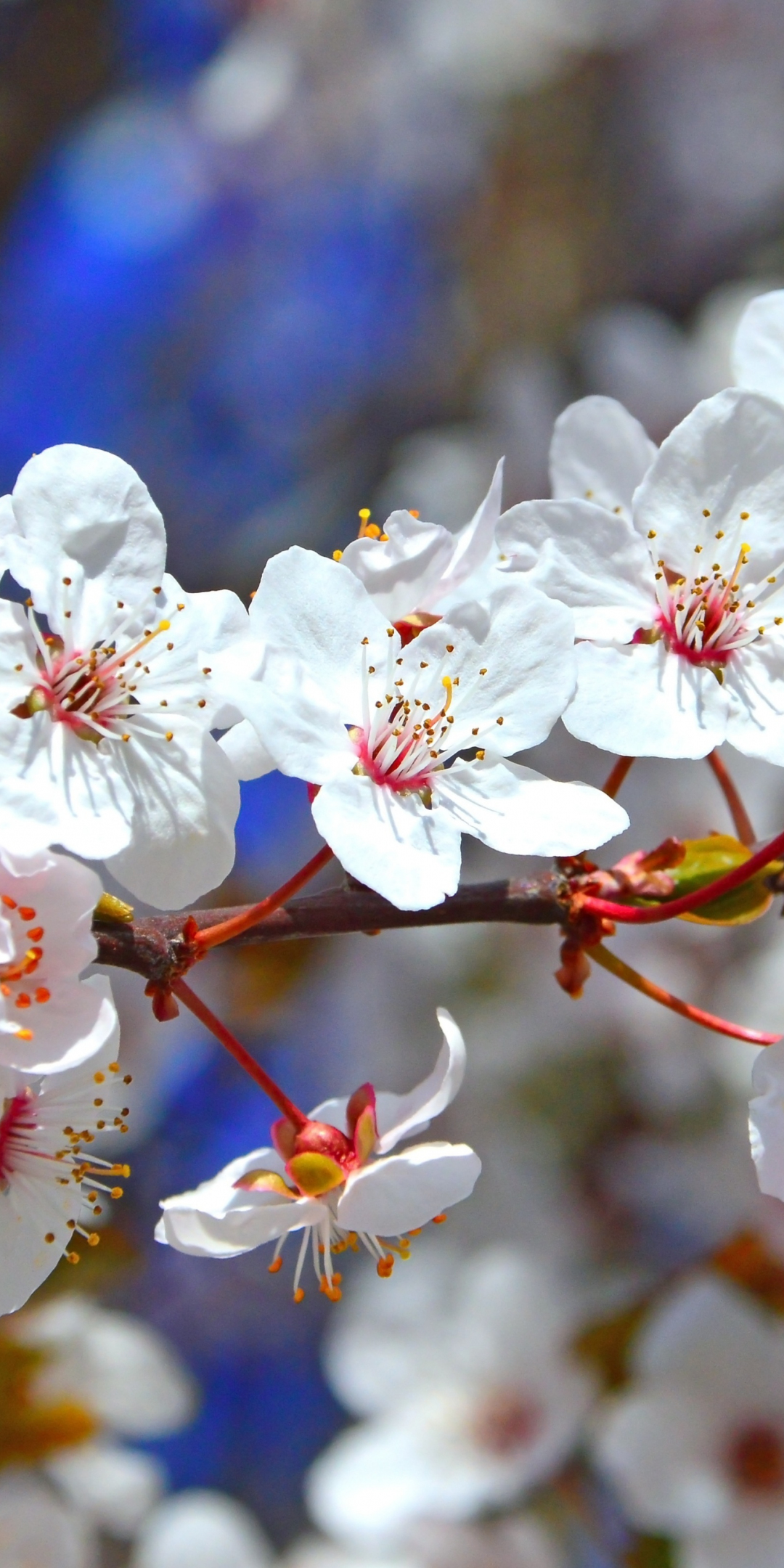 Tree branches, flowers, blossom, spring, 1080x2160 wallpaper