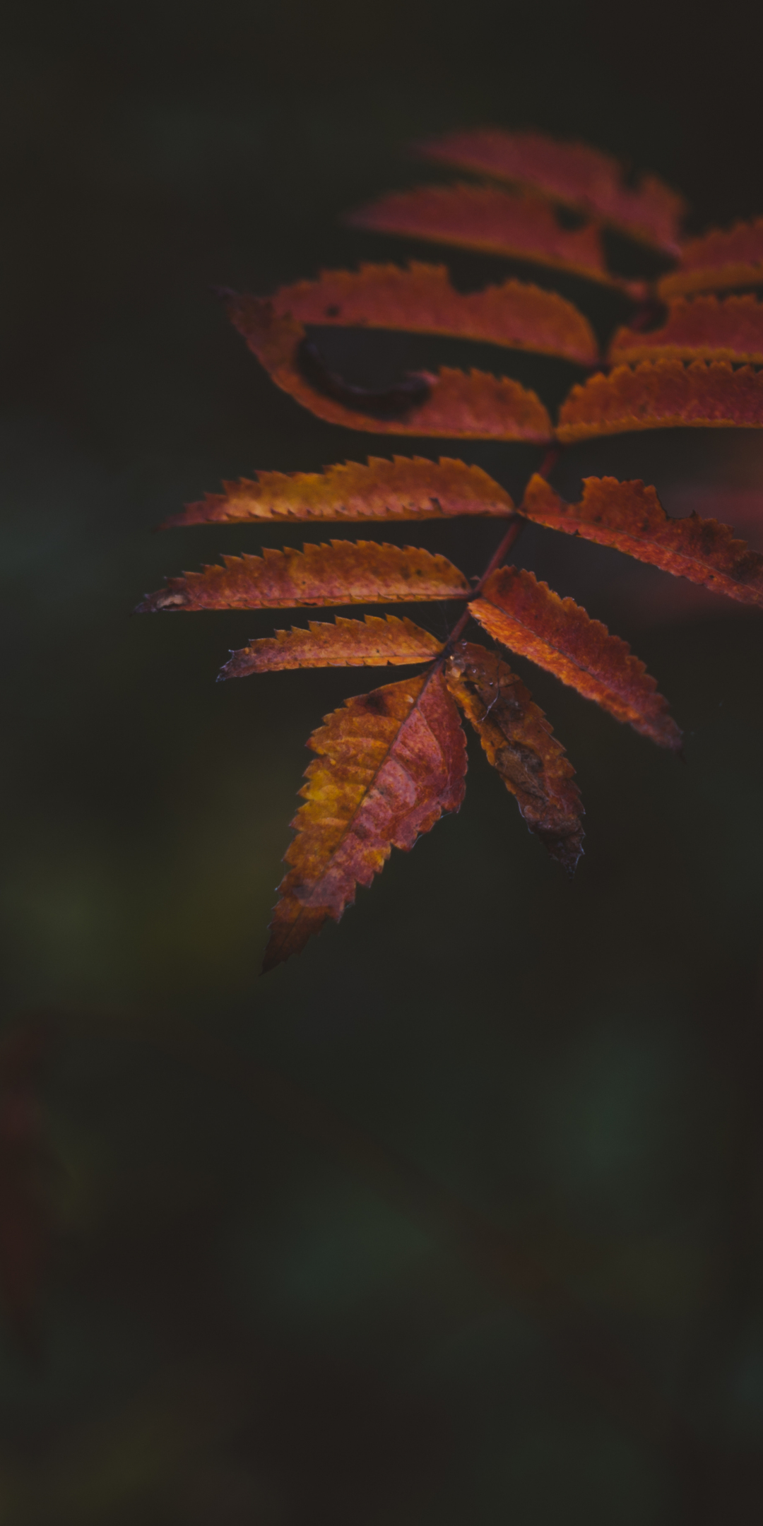 Autumn, portrait, leaf, 1080x2160 wallpaper