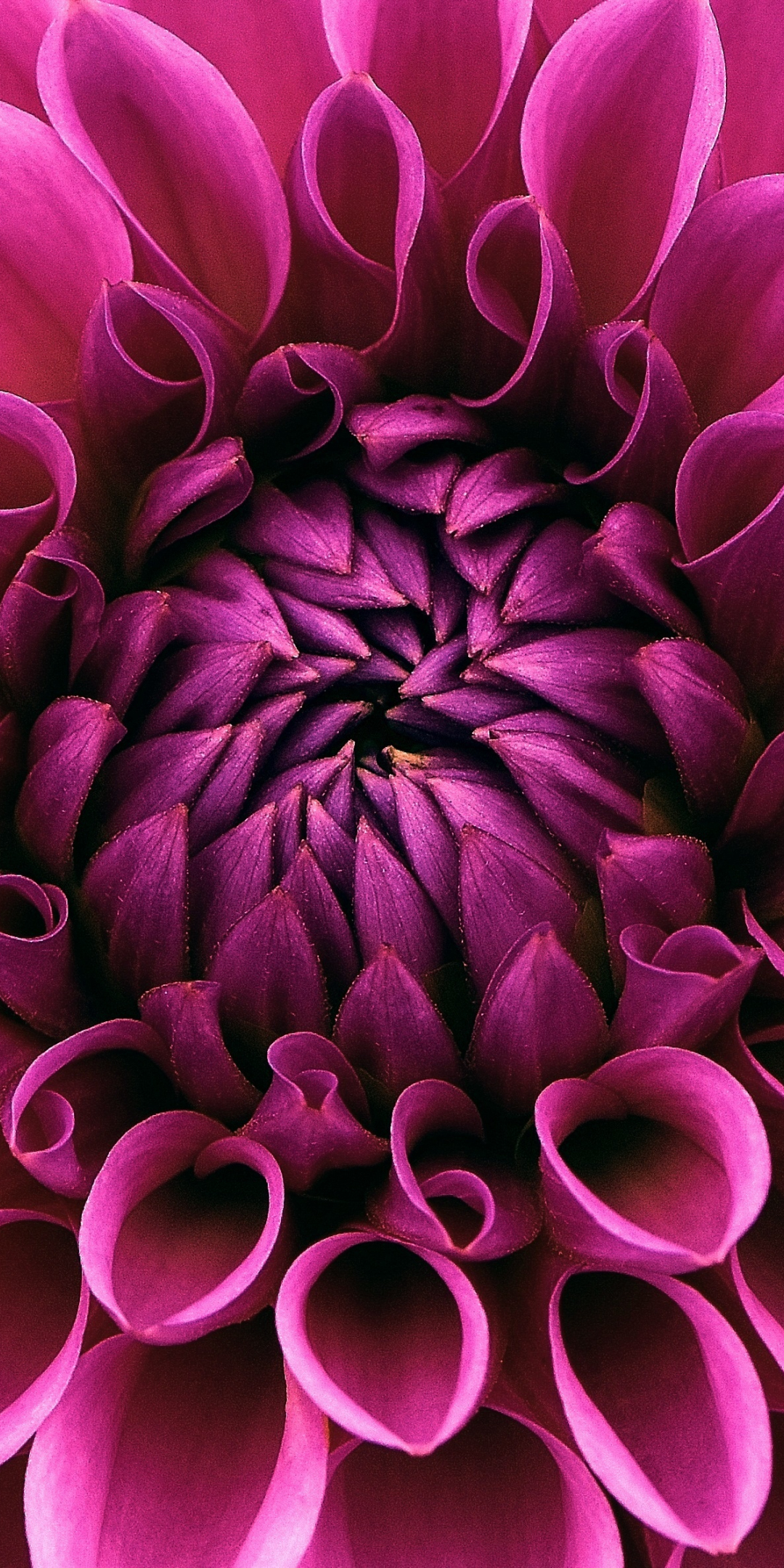 Dahlia, pollen, close up, pink, 1080x2160 wallpaper