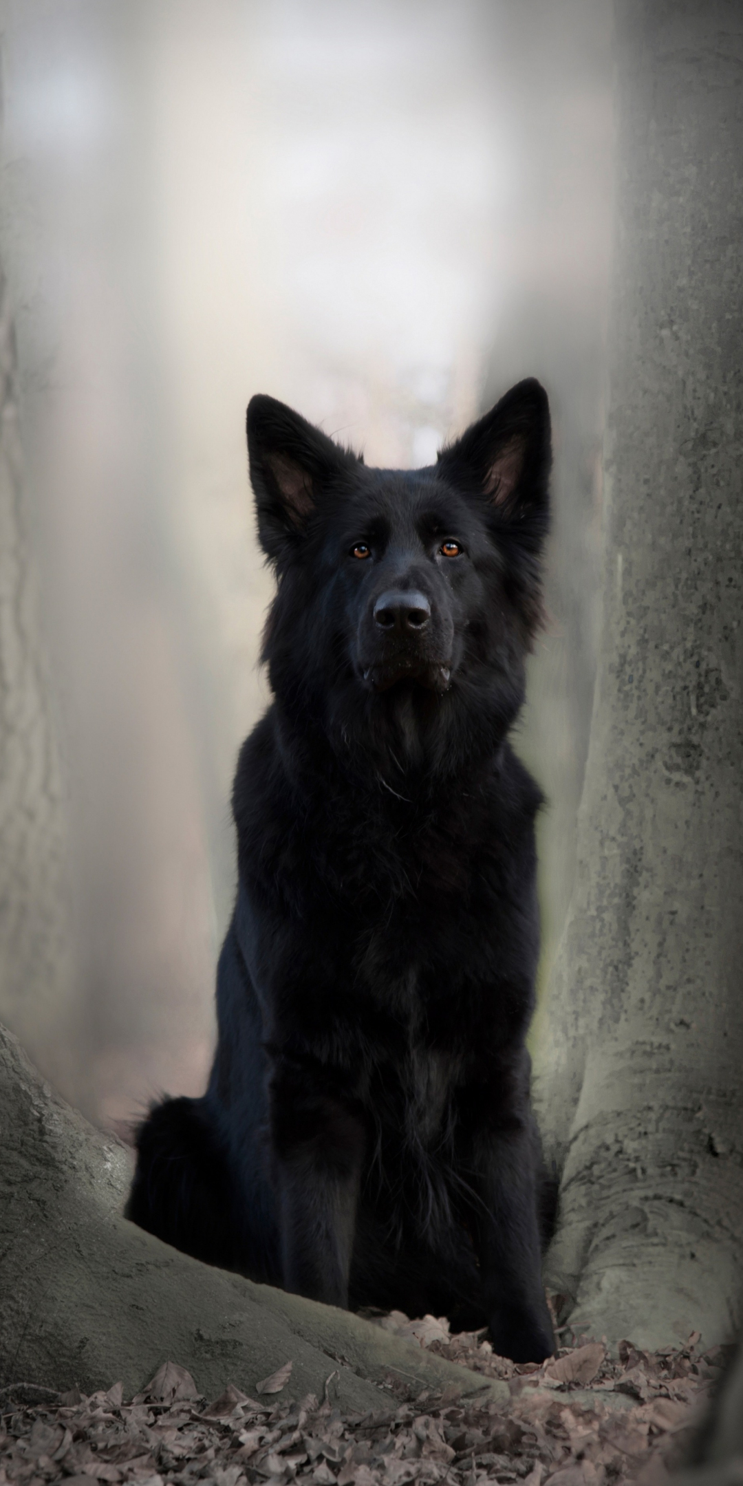 Black dog, German Shepherd, animal, outdoor, 1080x2160 wallpaper