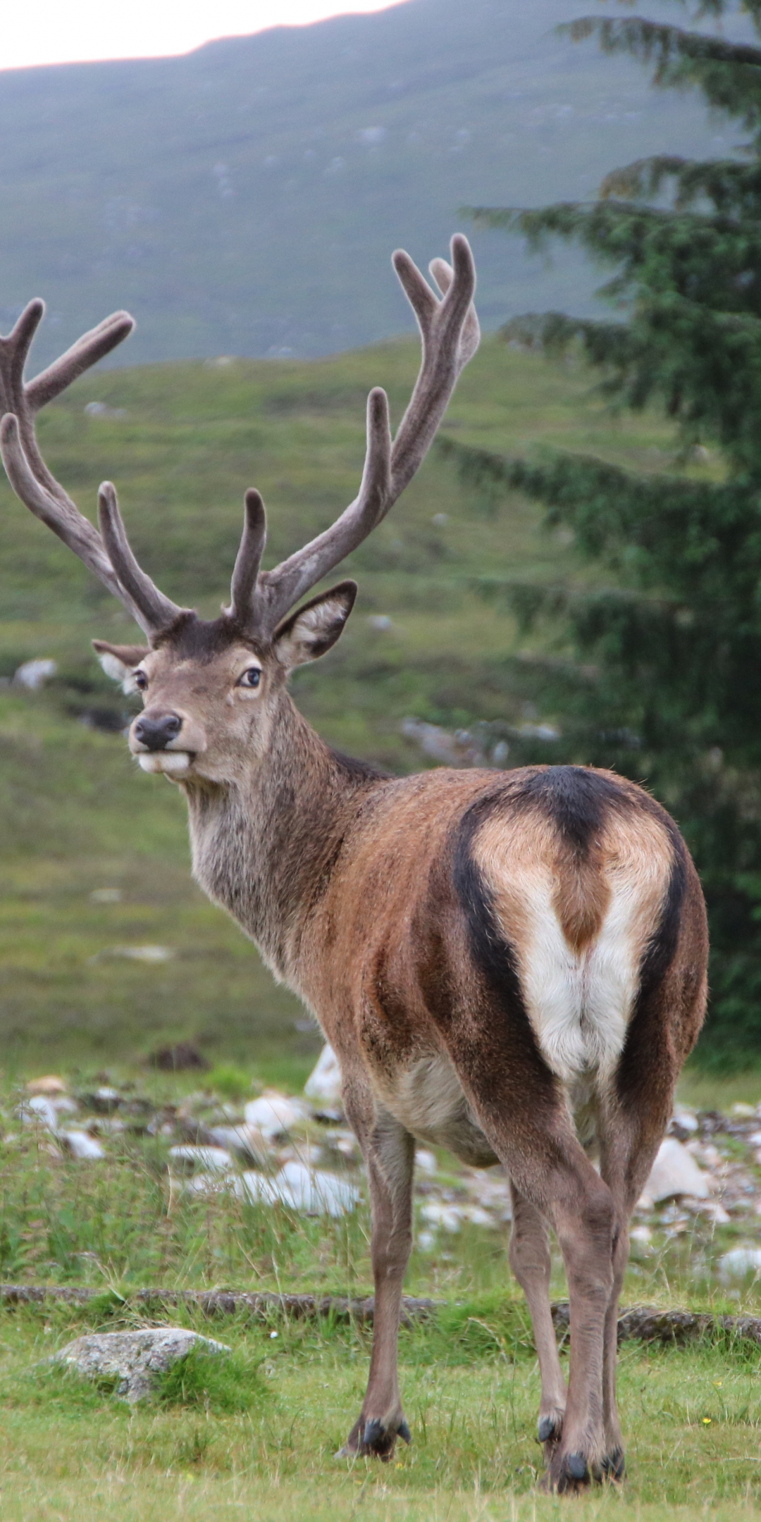 Deer, animal, horns, 1080x2160 wallpaper