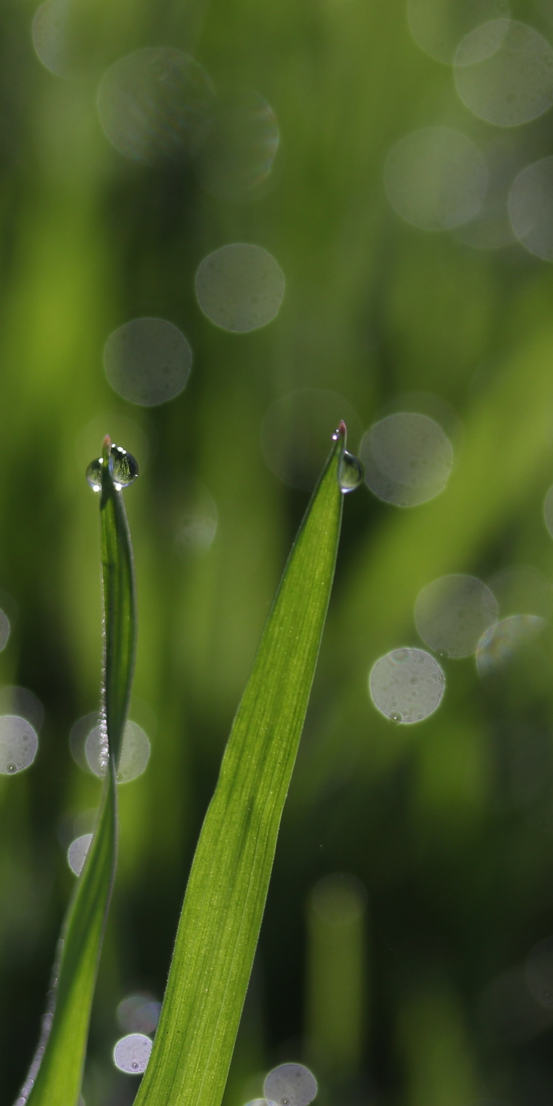 Download wallpaper 1080x2160 bokeh, grass, drops, close up, honor 7x ...