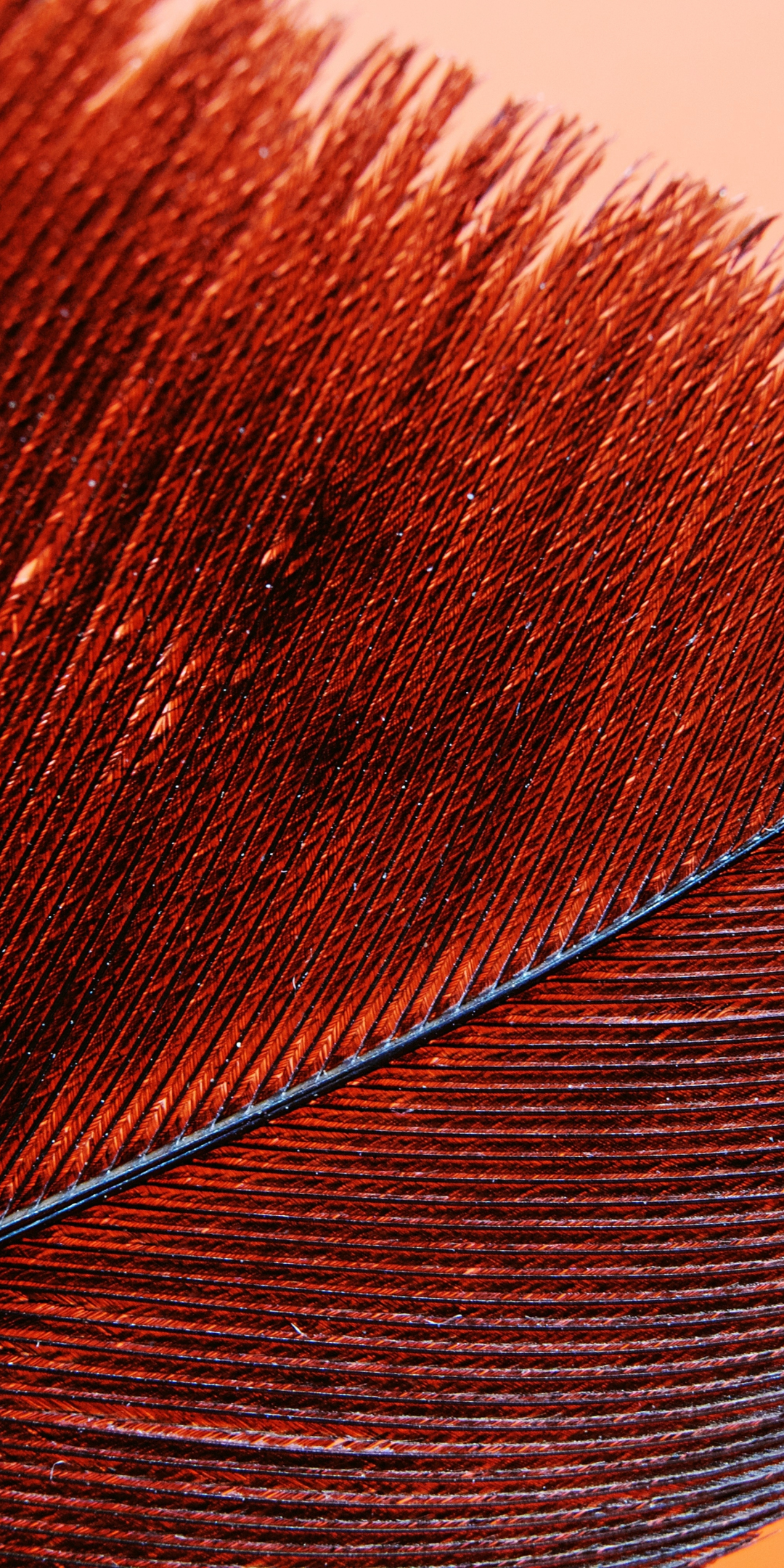 Red feather, bird's feather, closeup pattern, 1080x2160 wallpaper