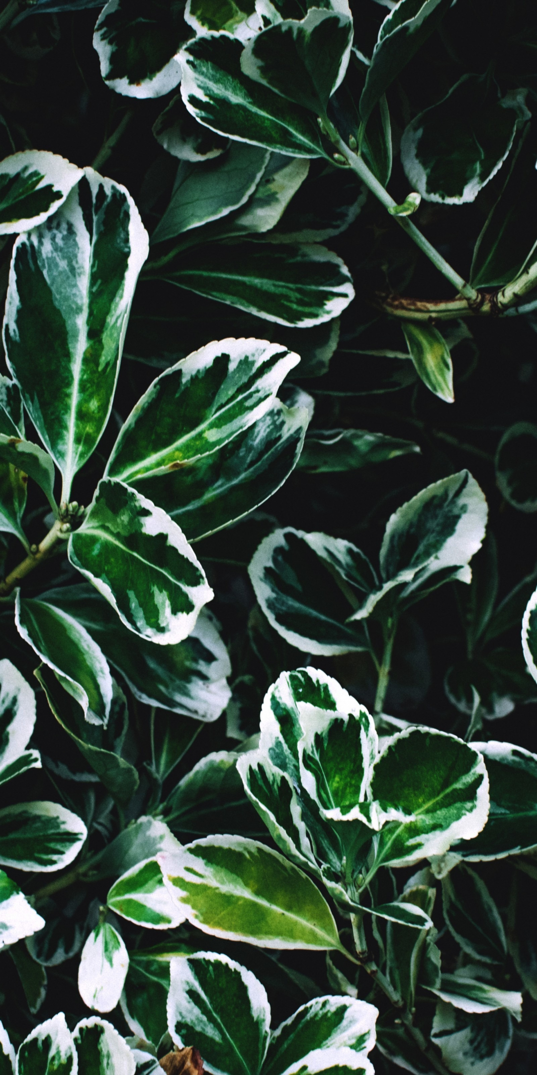 Leaves, green and white leaves, close up, 1080x2160 wallpaper