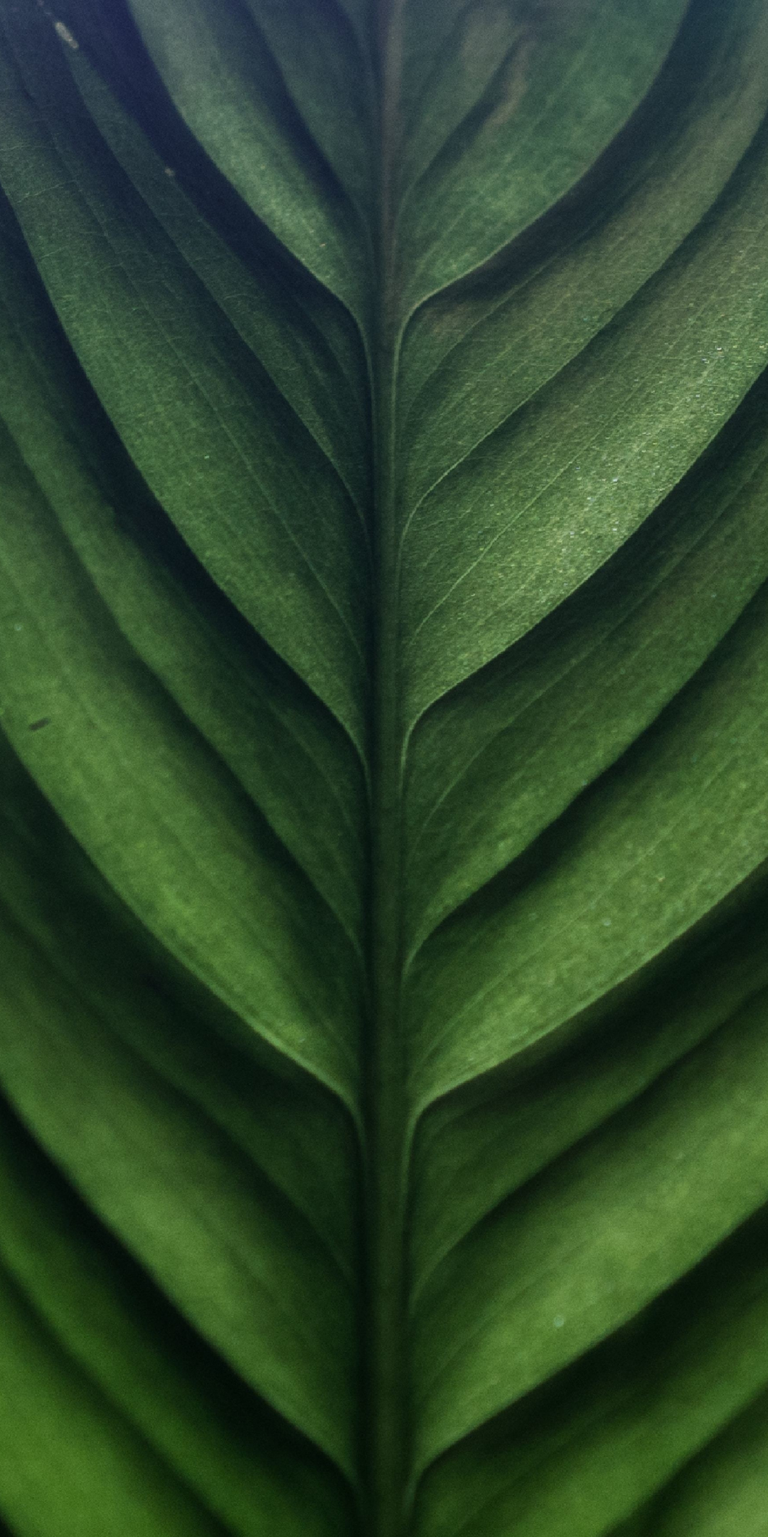Leaf texture, green, macro, 1080x2160 wallpaper