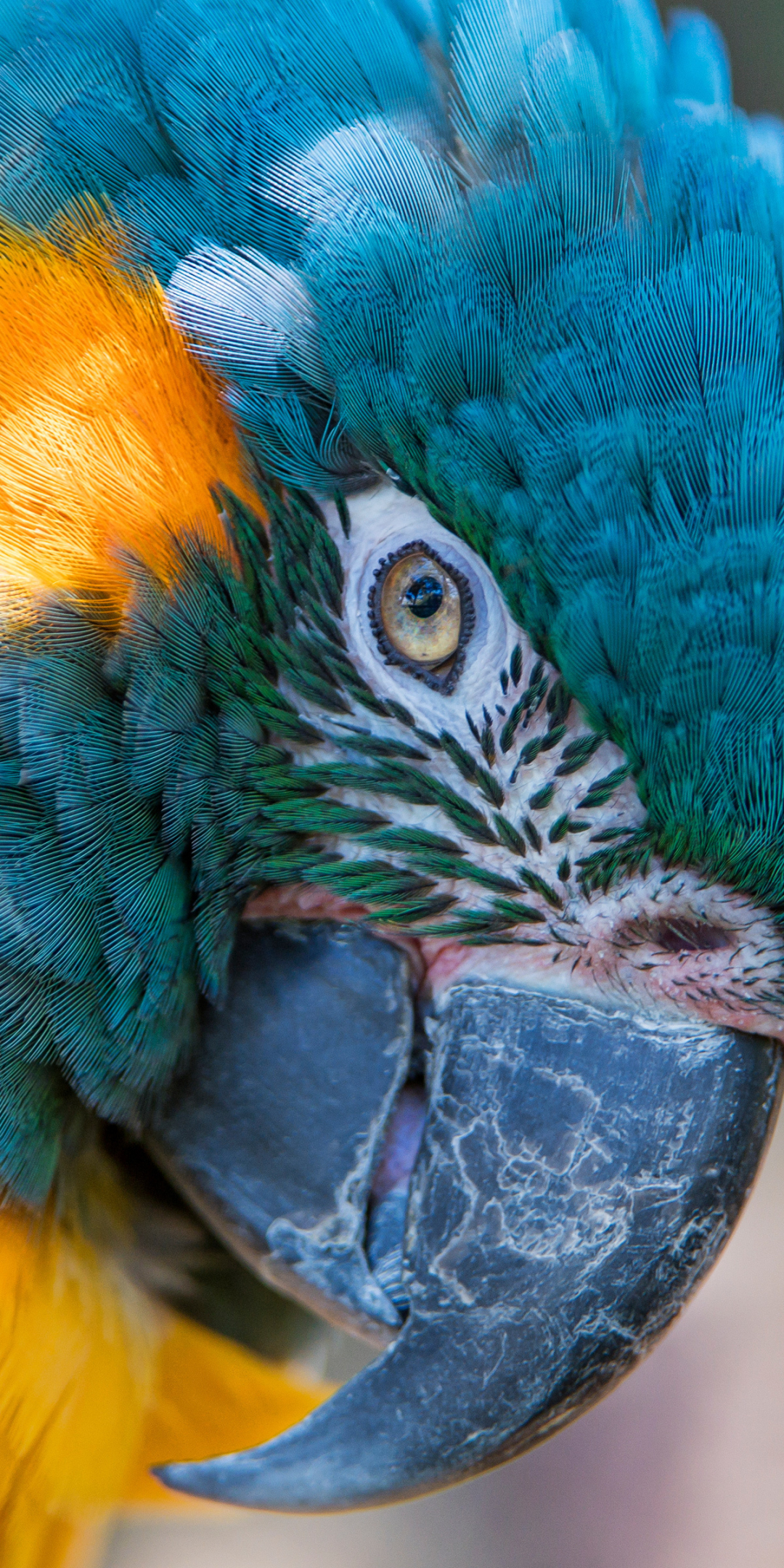 Macaw, parrot, colorful bird, muzzle, close up, 1080x2160 wallpaper