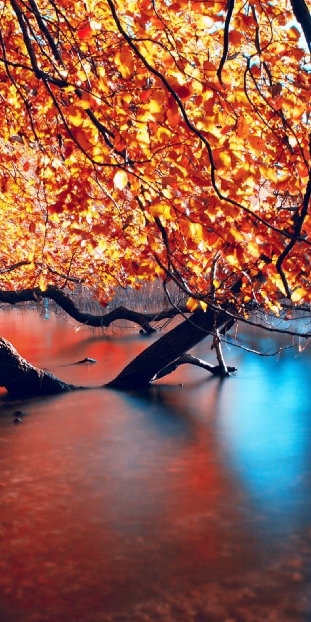 Autumn, nature, lake, reflections, submerged branches of trees, 1080x2160 wallpaper