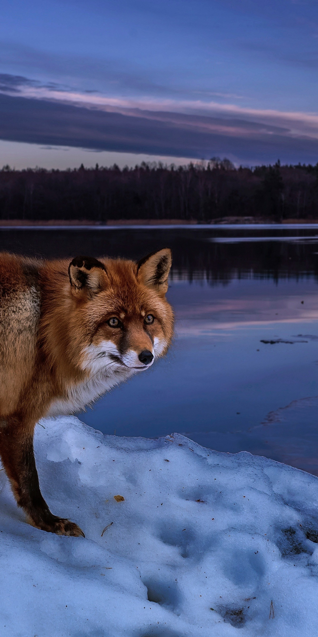 Wildlife, predator, fox, dawn, lake, 1080x2160 wallpaper