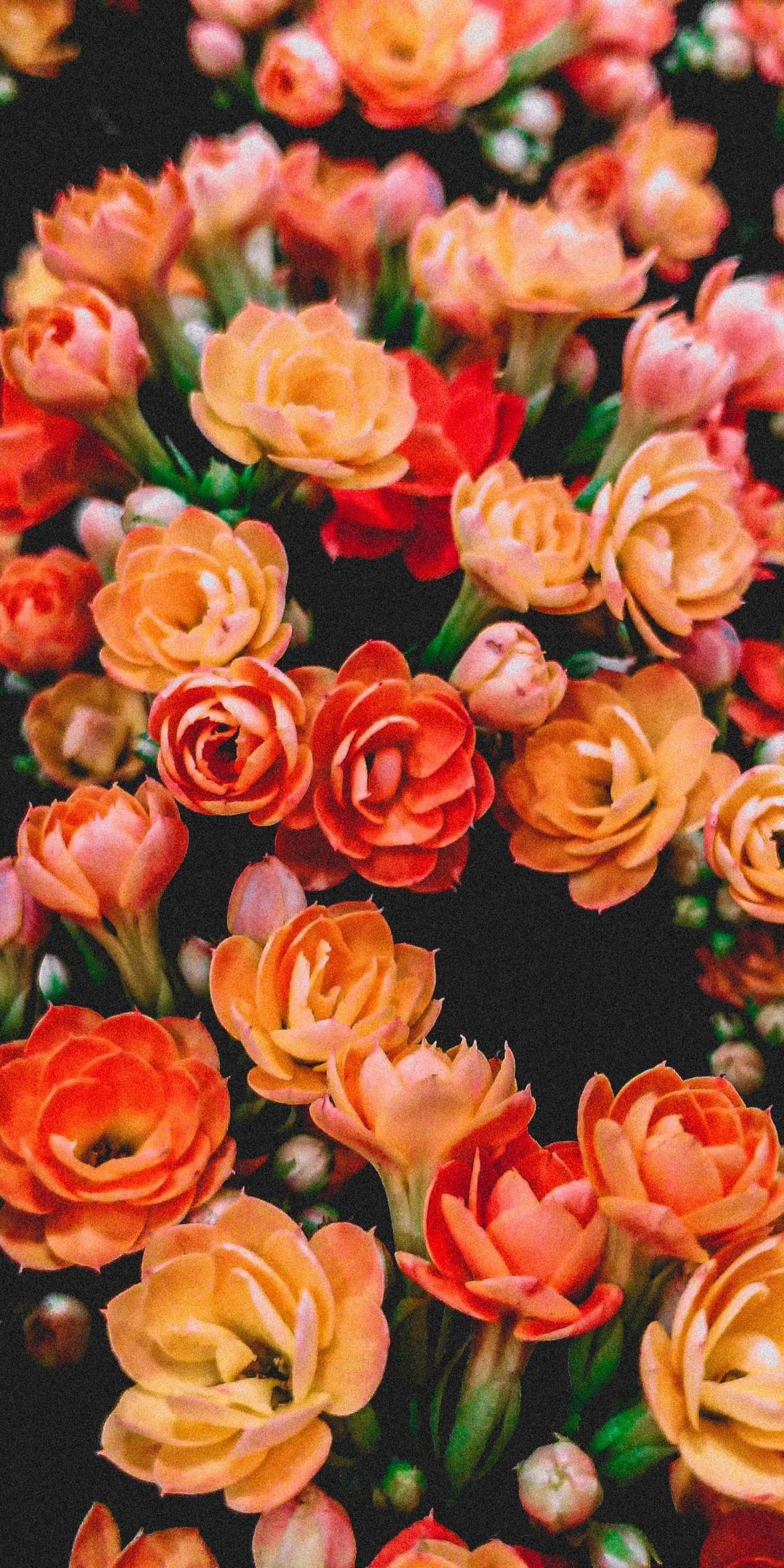 Colorful, flowers, beautiful, spring, 1080x2160 wallpaper