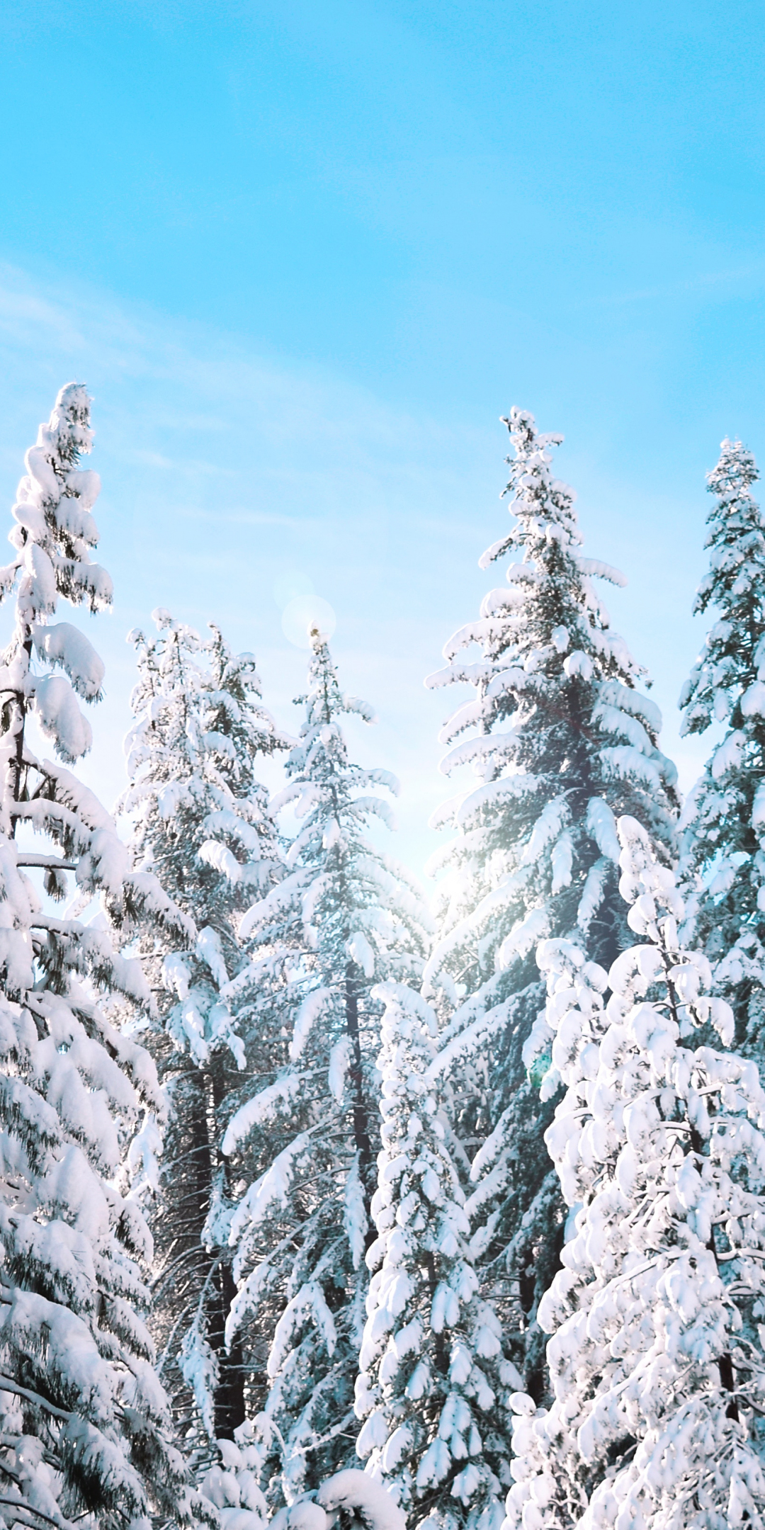 Yosemite, national park, frozen trees, snow, winter, 1080x2160 wallpaper
