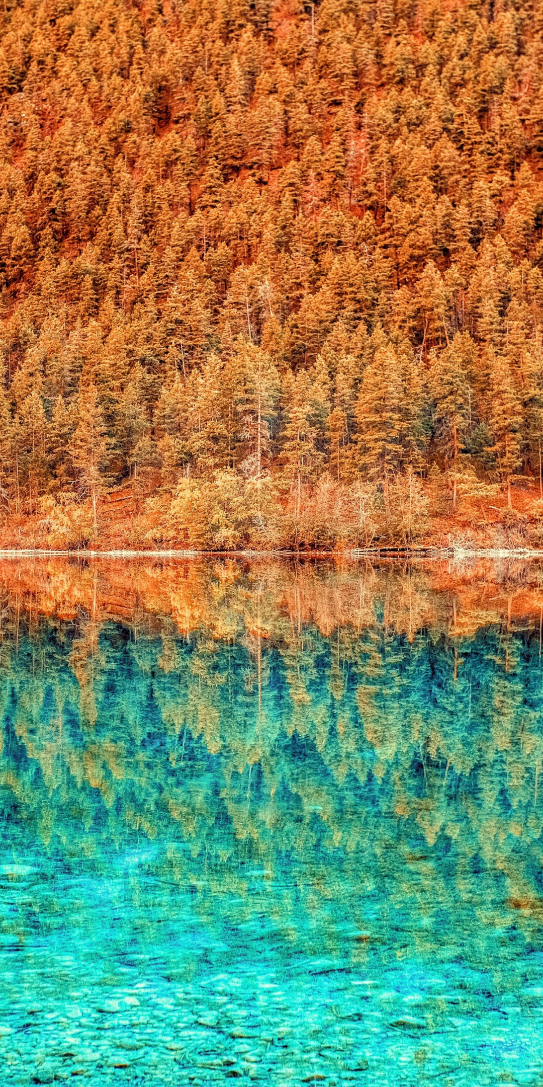Trees, lake, forest, autumn, nature, reflections, 1080x2160 wallpaper