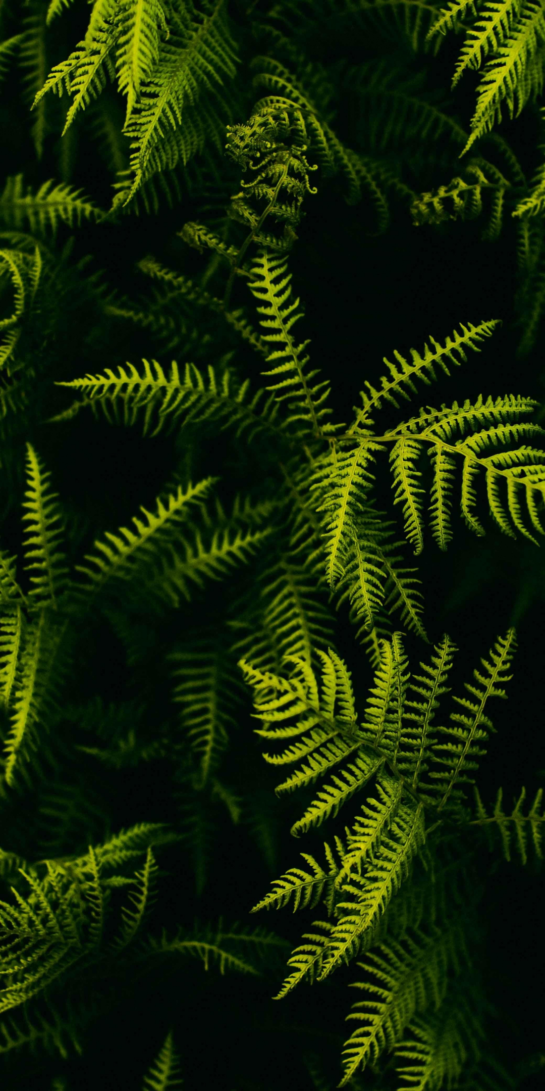 Tree branches, small & green, 1080x2160 wallpaper