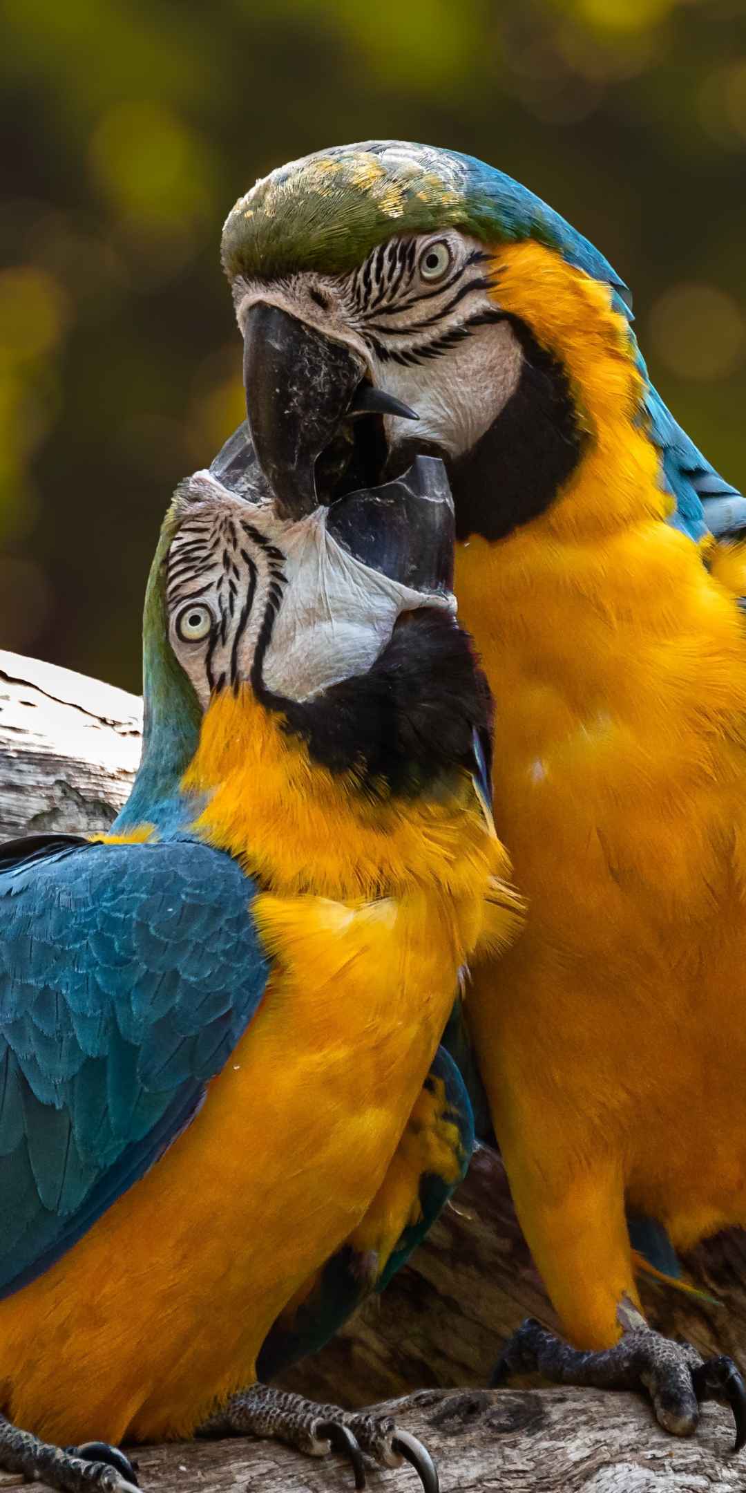 Zoo, parrot, macaw, kiss, pair, 1080x2160 wallpaper