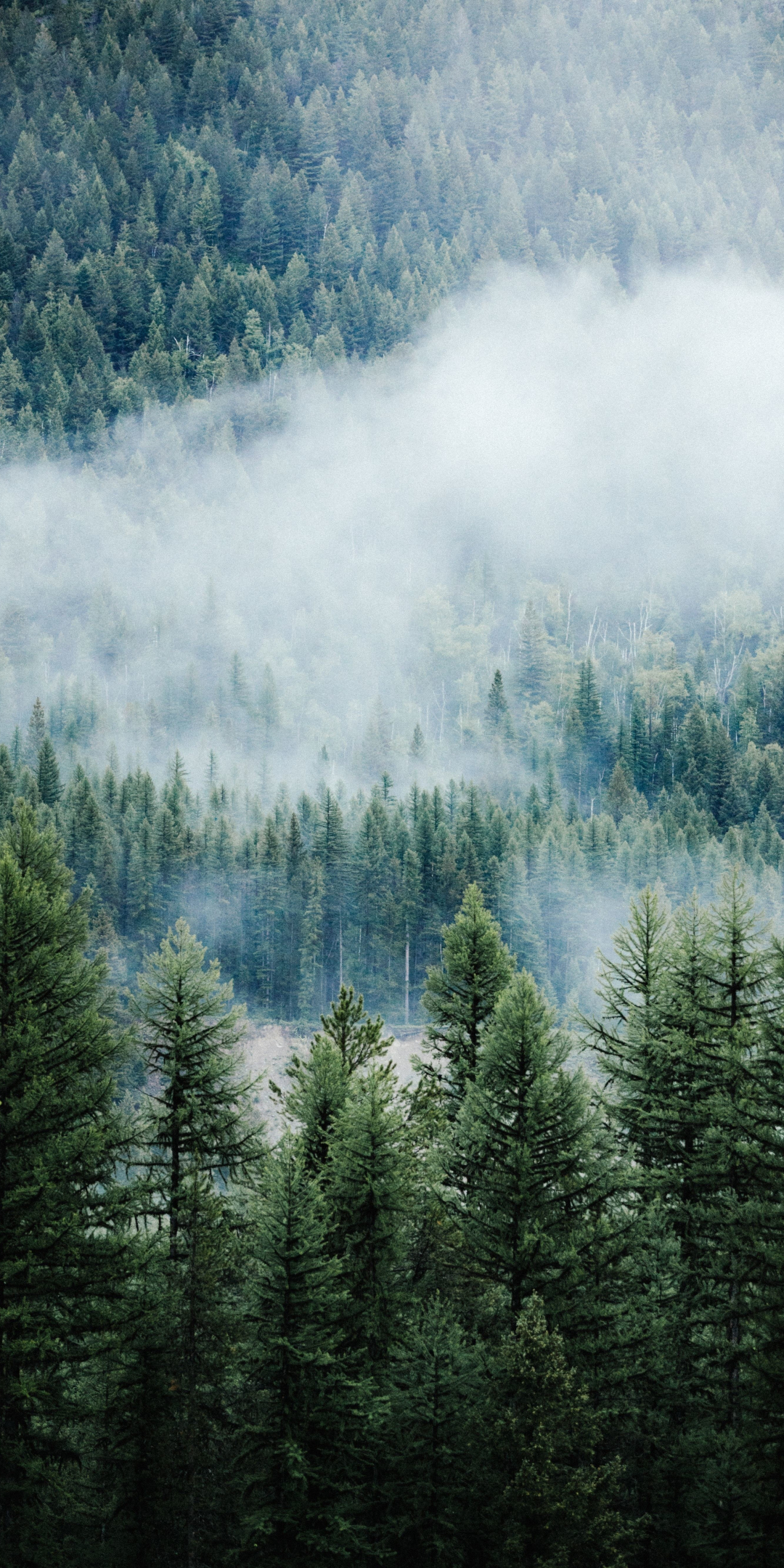 Forest, fog, tree, nature, Montana, 1080x2160 wallpaper