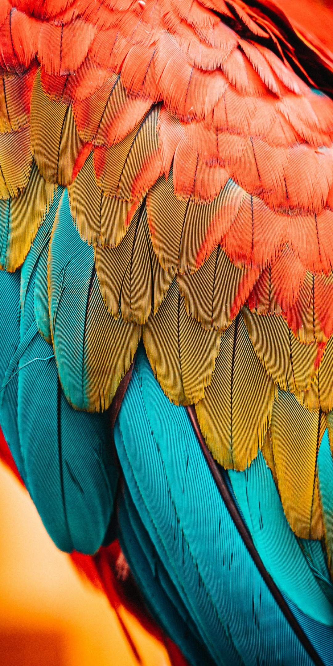 Colorful feathers, parrot, birds, close up , 1080x2160 wallpaper