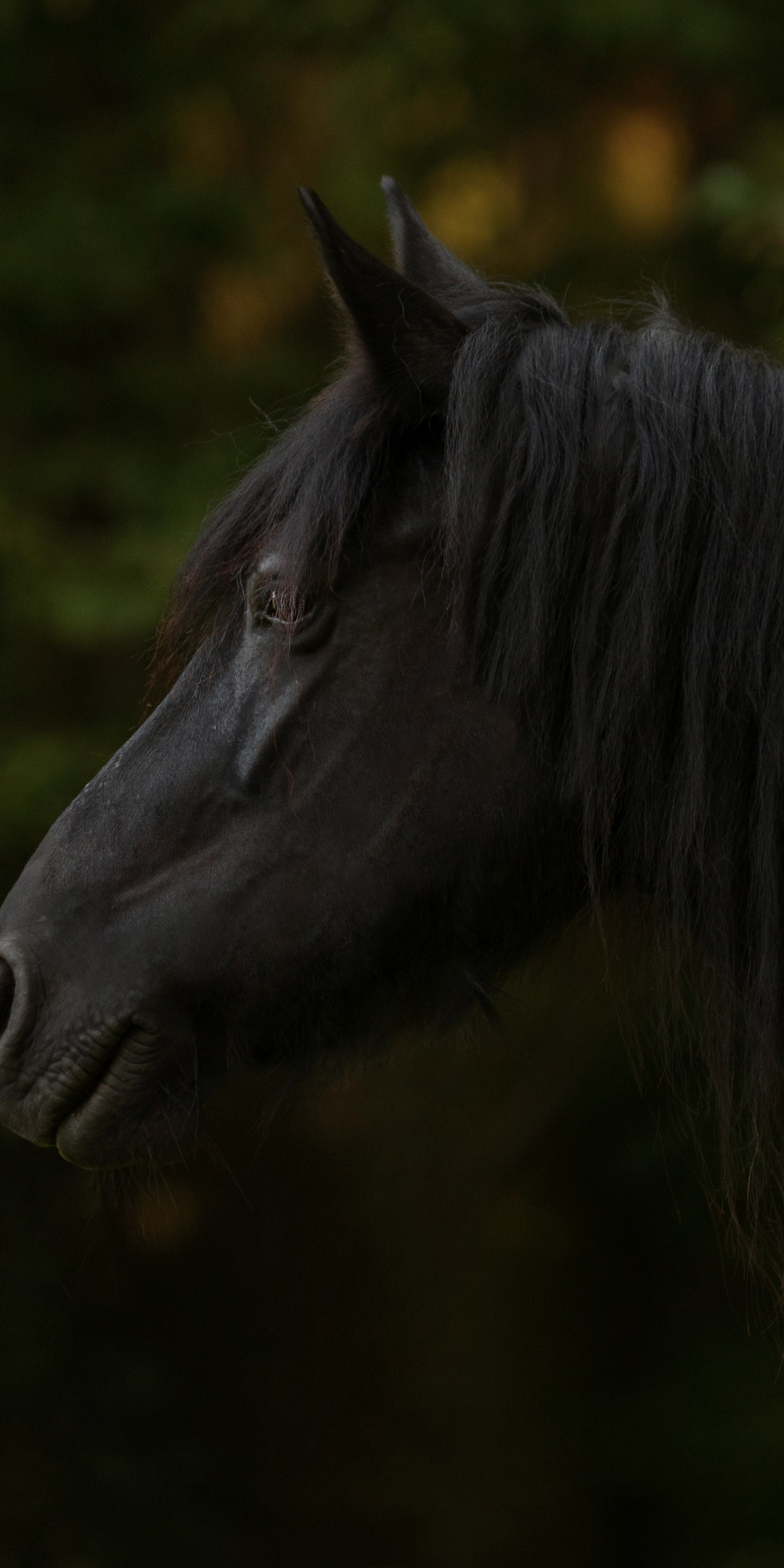 Black horse, animal, muzzle, 1080x2160 wallpaper