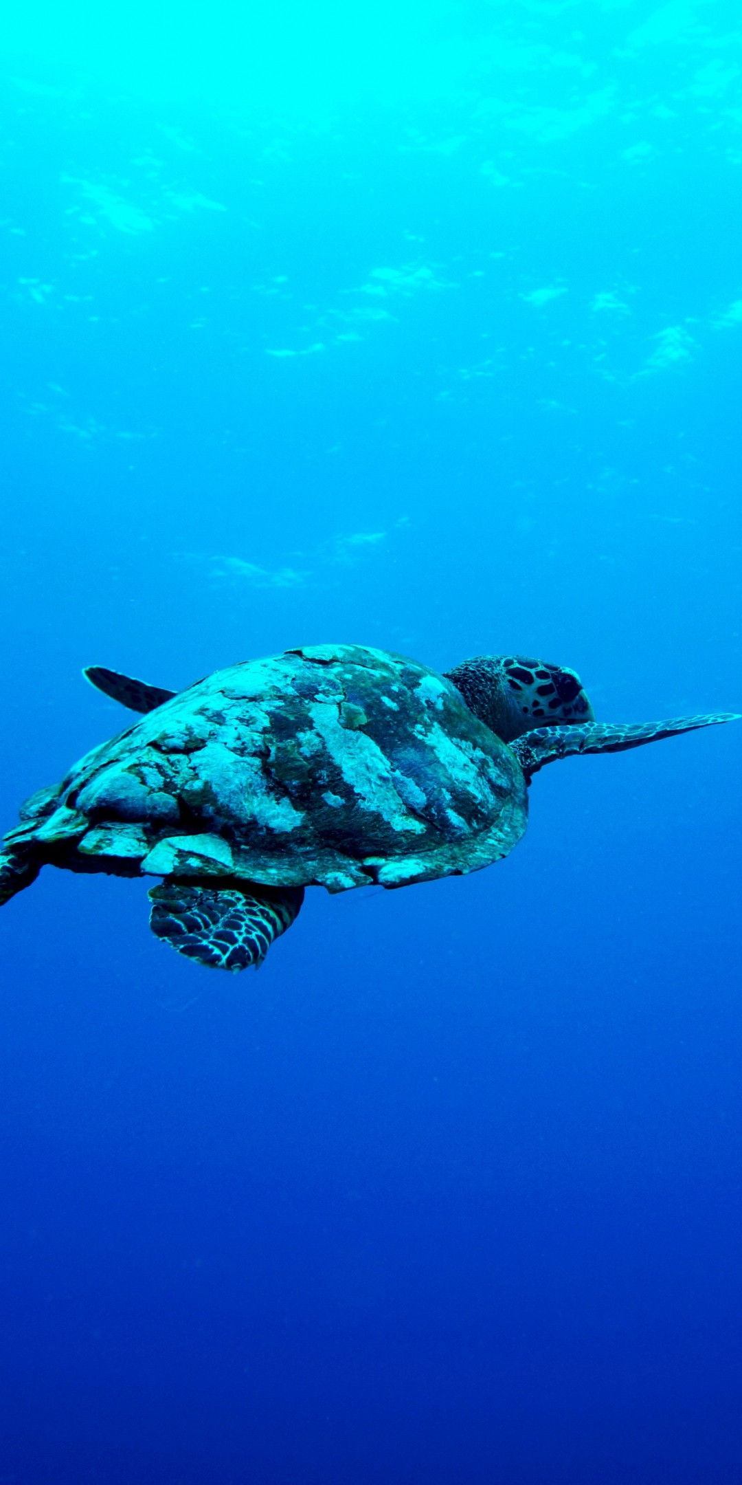 Blue sea, Underwater, aquatic animal, turtle, 1080x2160 wallpaper